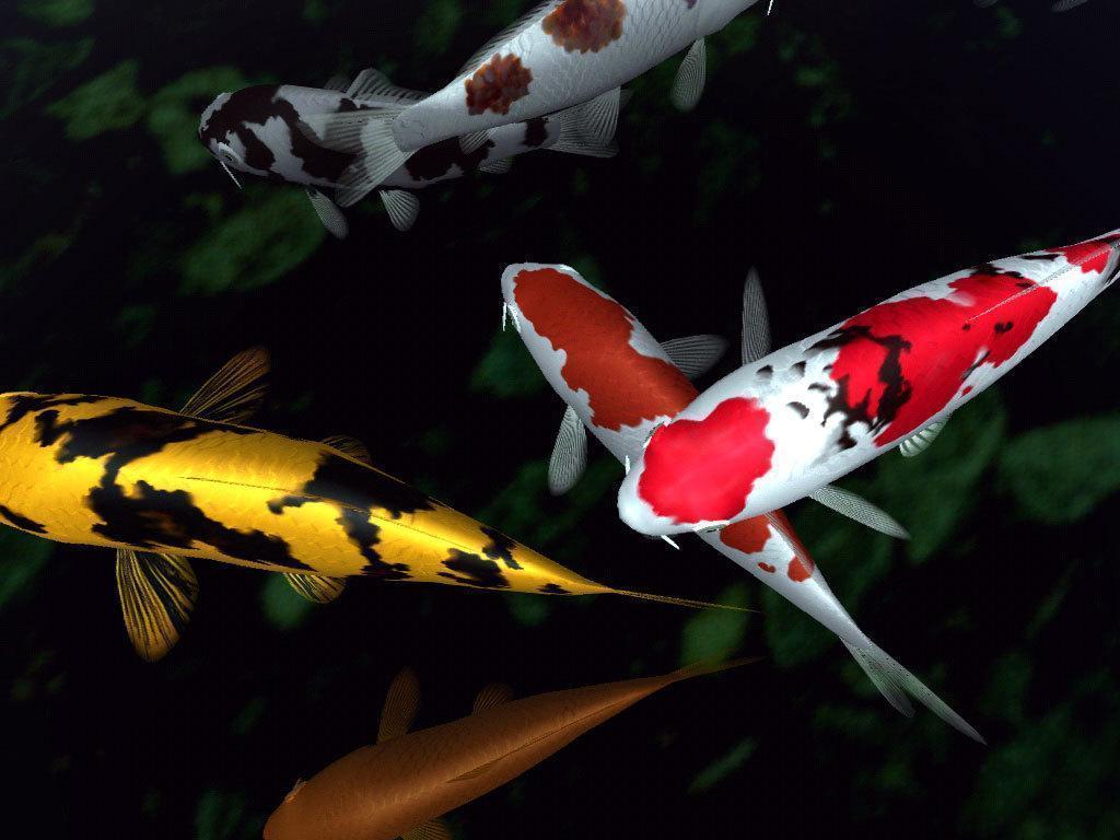 Download Red Yellow Color Koi Fish Background Wallpaper Fish
