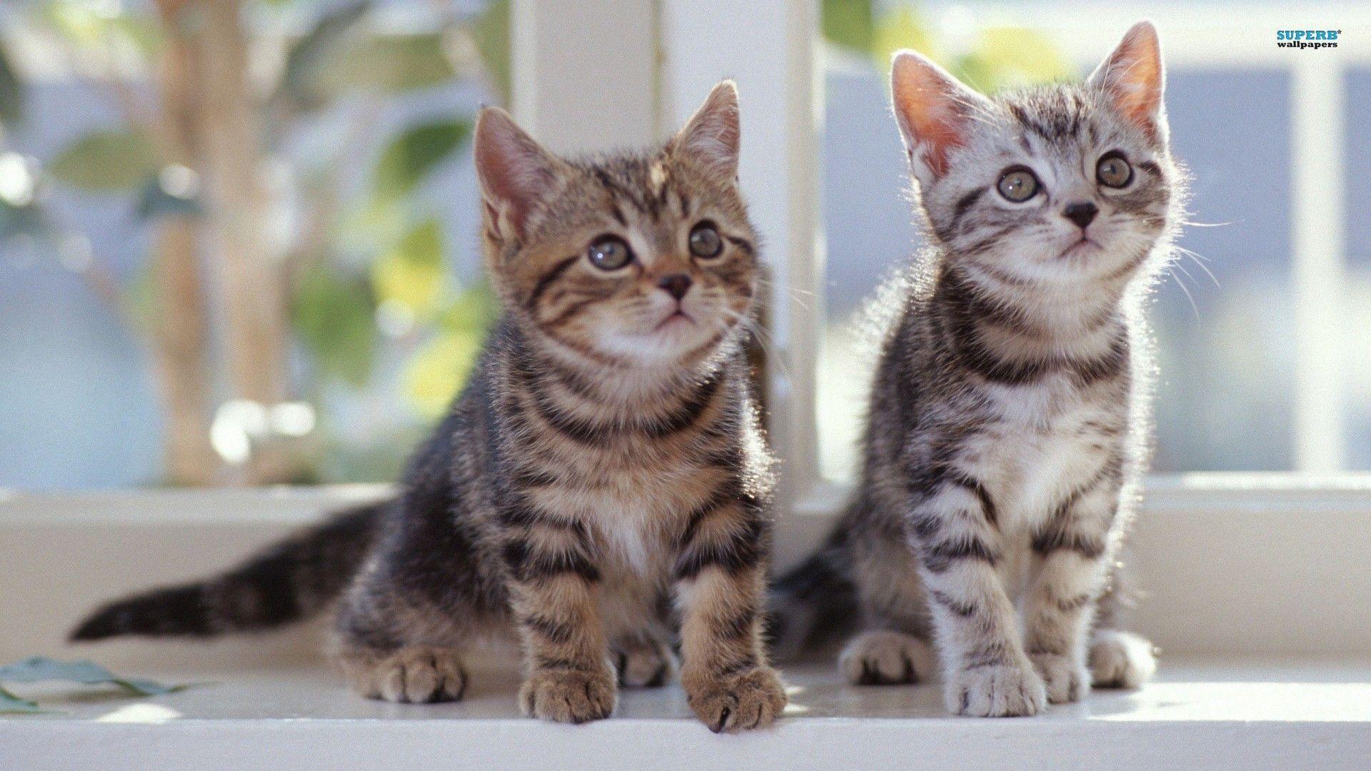 Picture Kittens Wallpaper, HQ Background. HD wallpaper Gallery