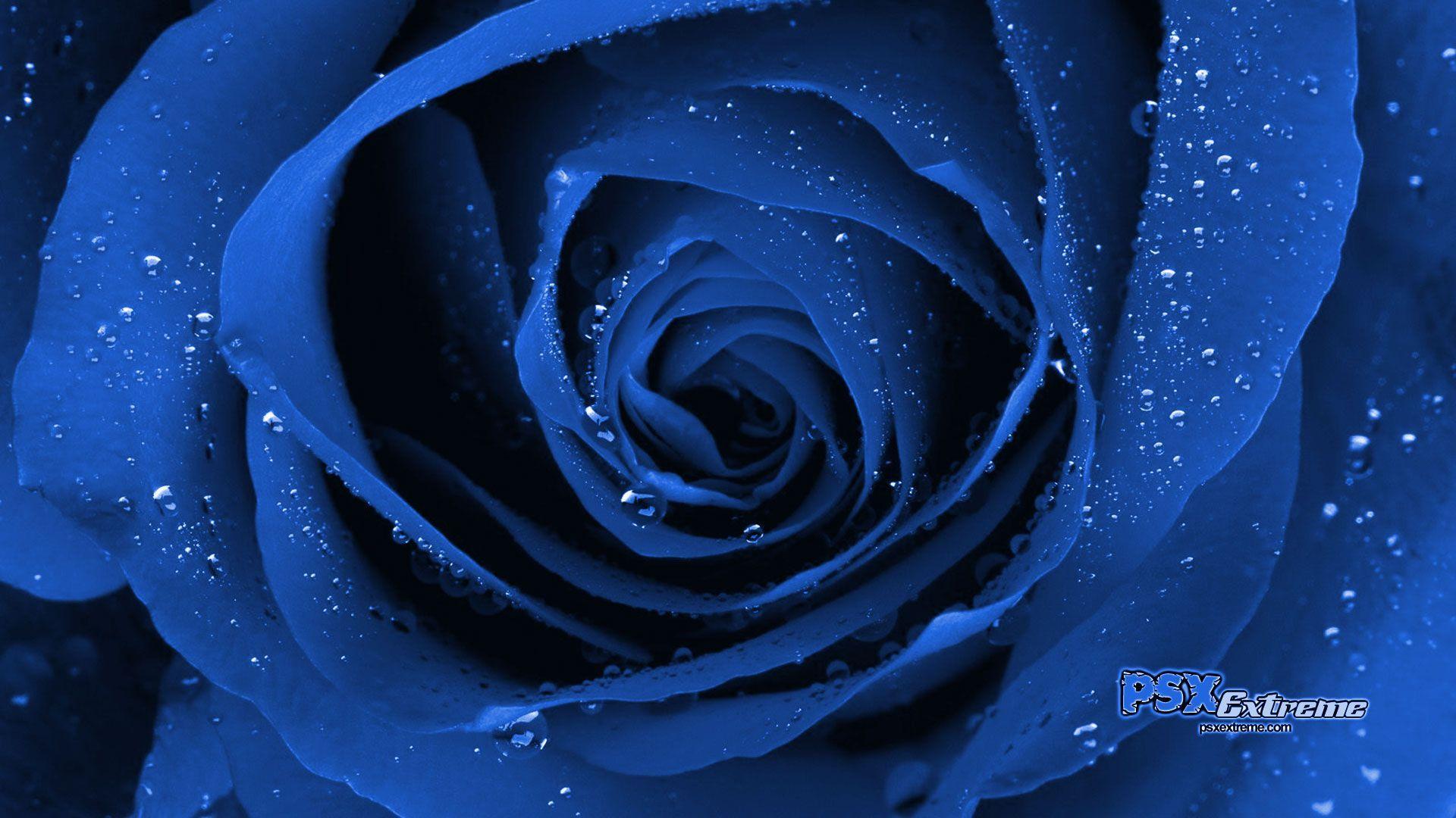 Wallpaper For > Blue Rose Wallpaper For Desktop