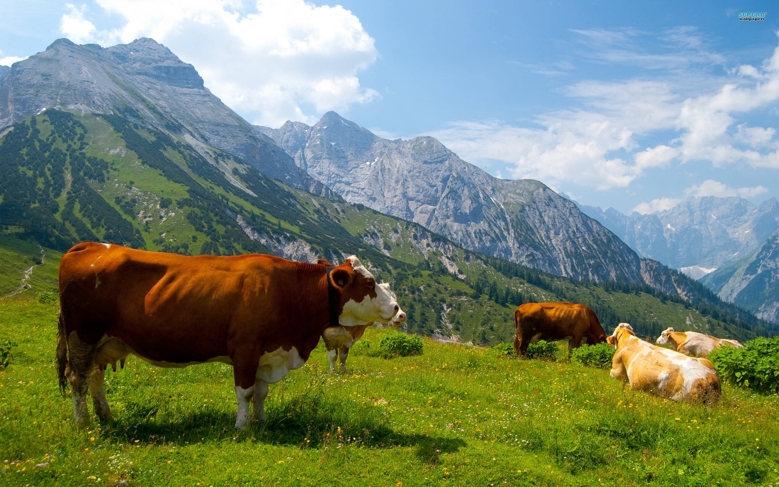 Cows in the Alps wallpaper wallpaper - #