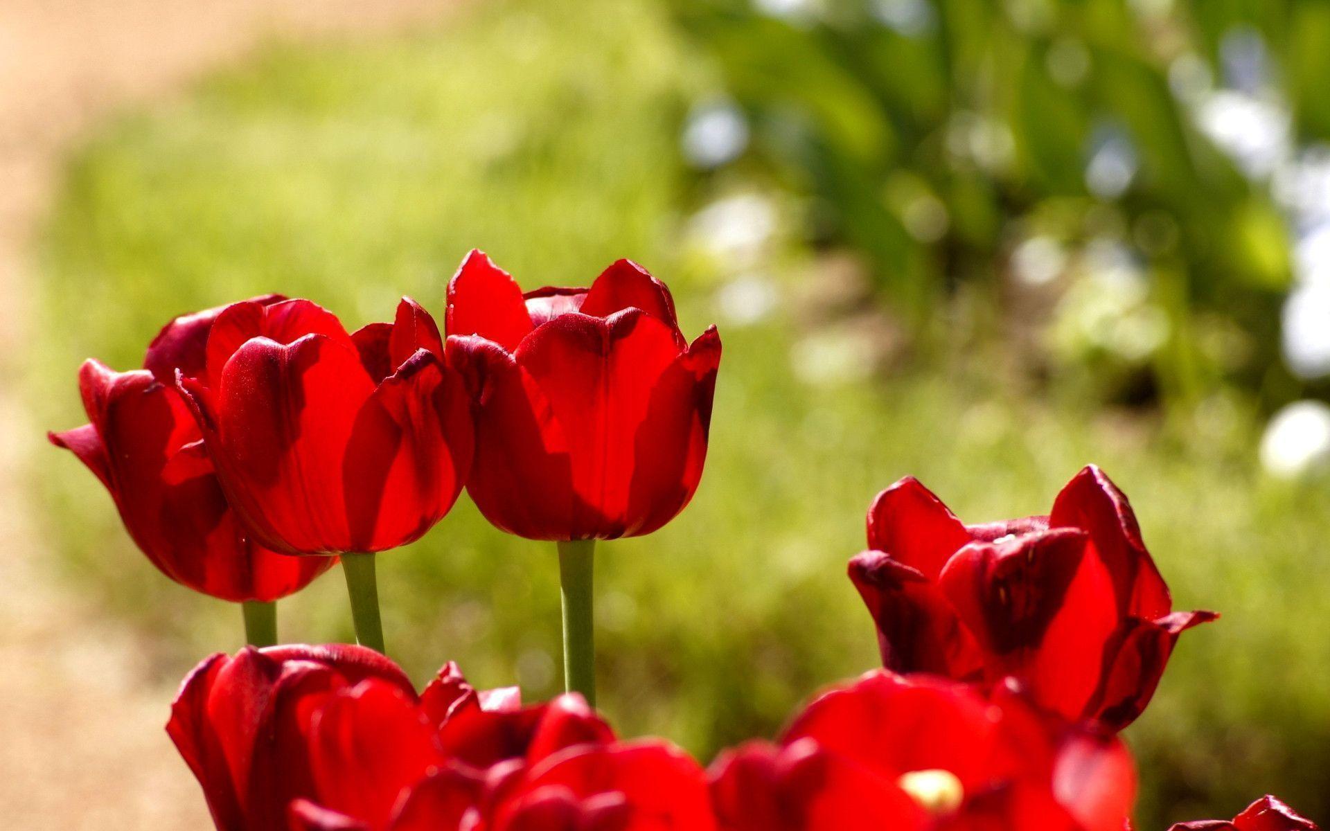 HD Red Tulips Wallpaper