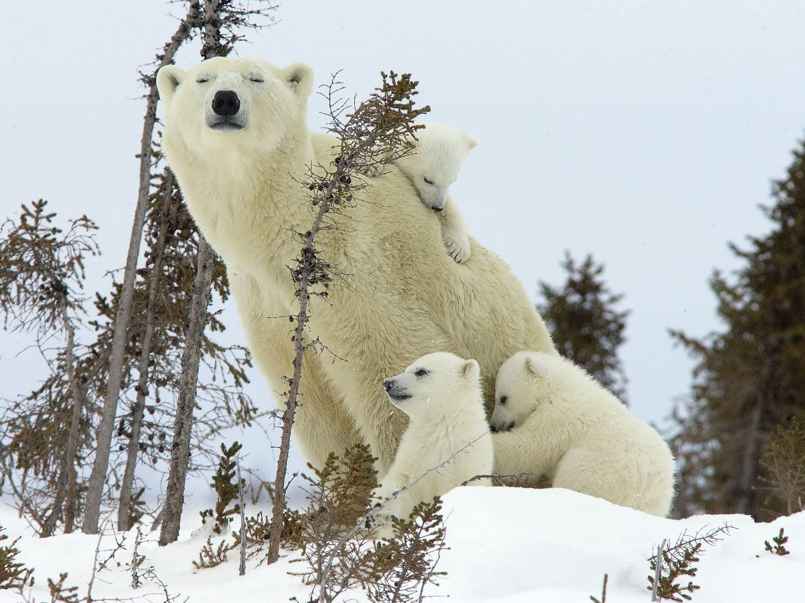 Mother And Babies Polar Bears Wallpaper