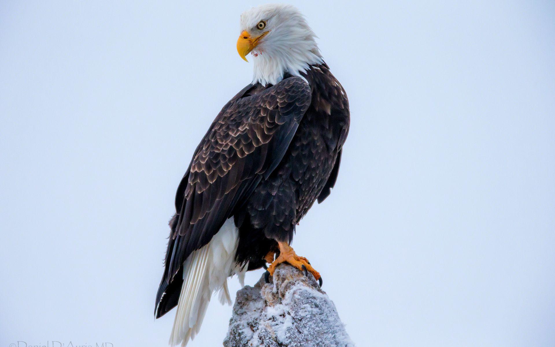 Bald Eagle Desktop Wallpapers - Wallpaper Cave Bald Eagle Desktop Wallpapers - Wallpaper Cave