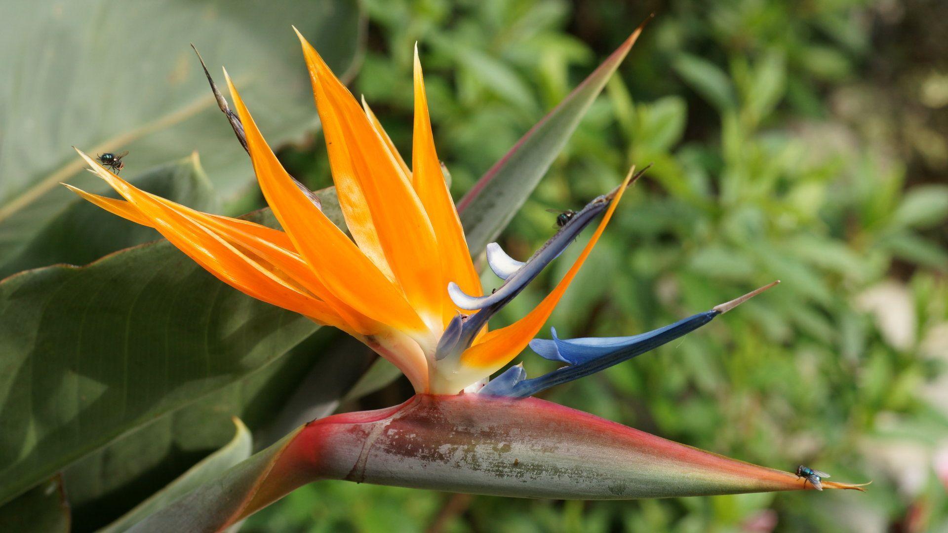 Insect Walk on Bird of Paradise Flower Wallpaper of High Resolution