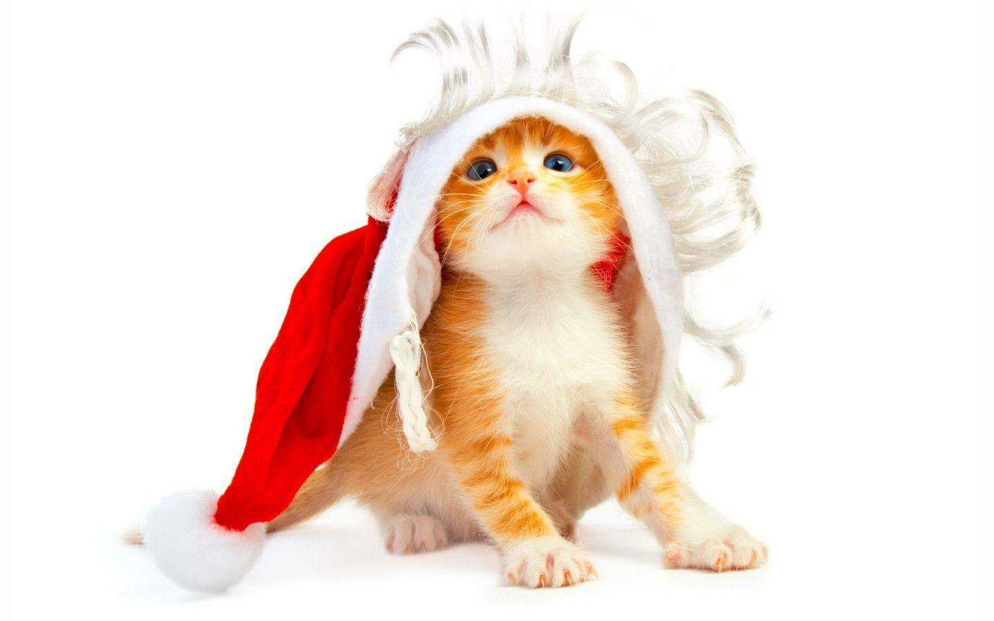 Xmas Stuff For > Cute Christmas Kitten Wallpaper