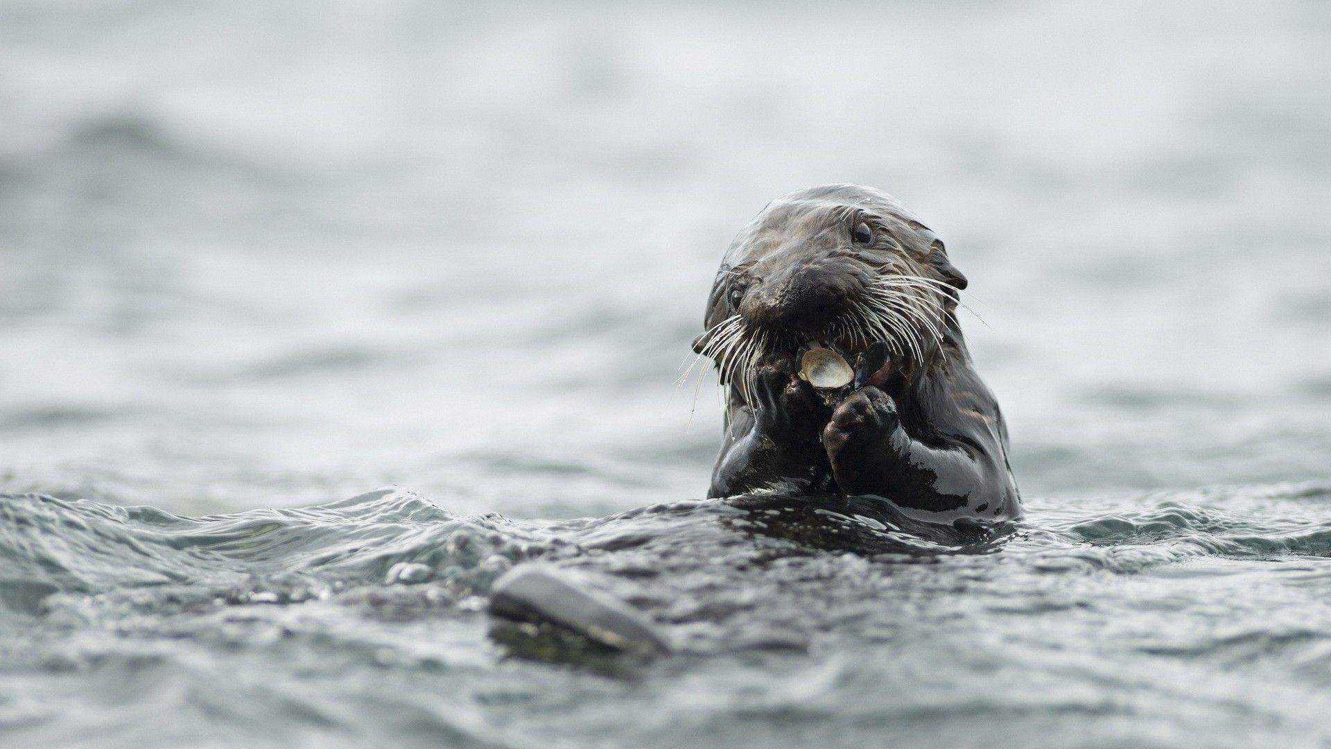 Sea Otter HD Wallpaper. Sea Otter Picture