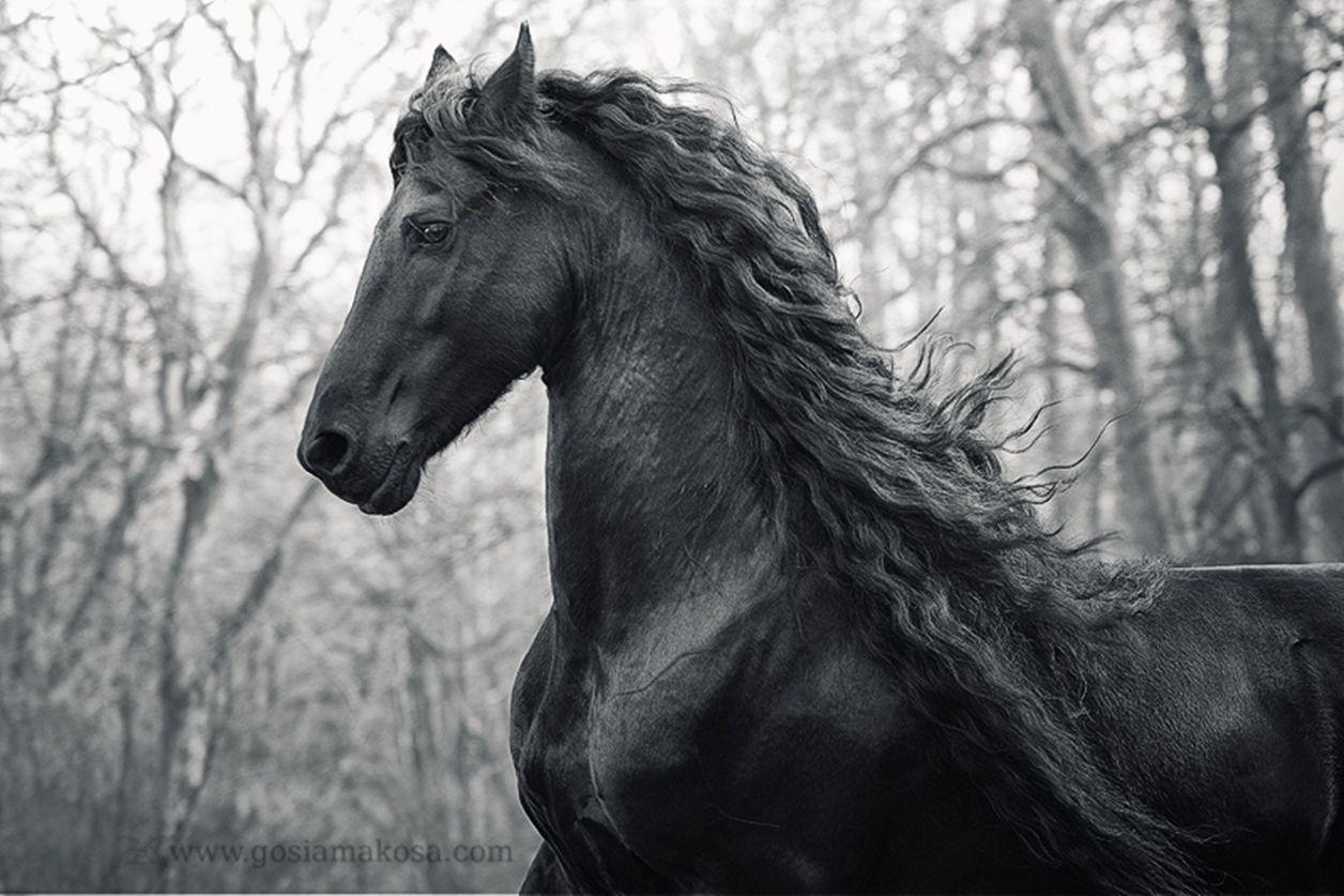 image For > Friesian Stallion In Snow