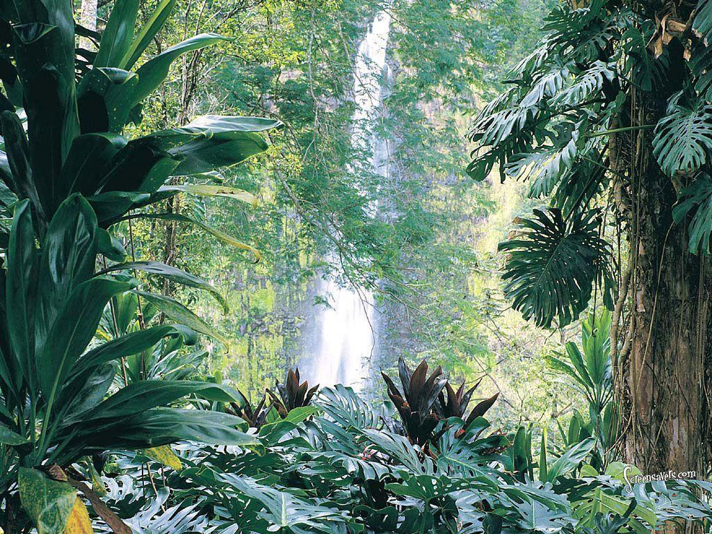 HD Tropical Rain Forest Desktop Wallpaper, Free