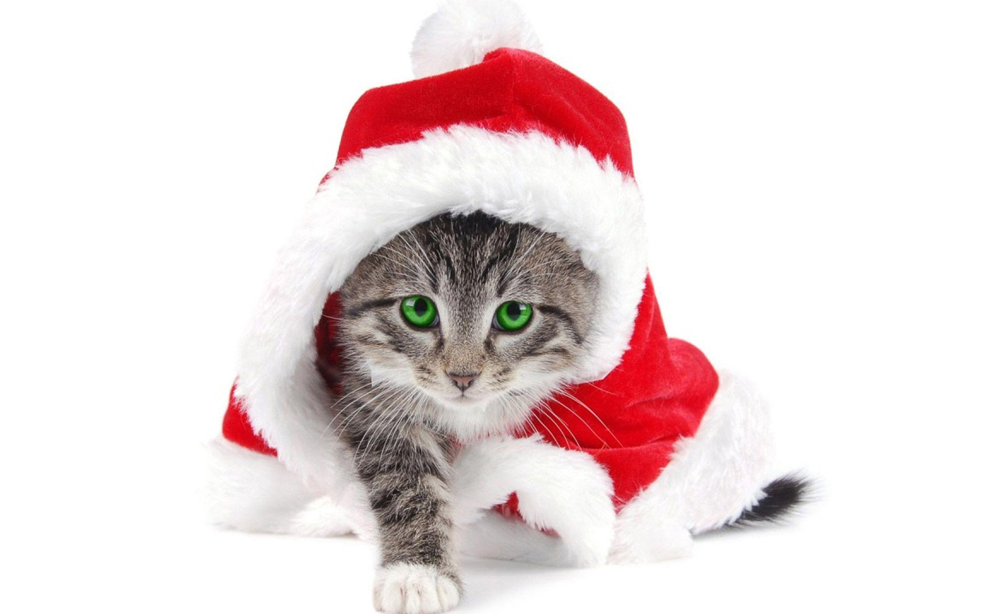 Xmas Stuff For > Christmas Kitten