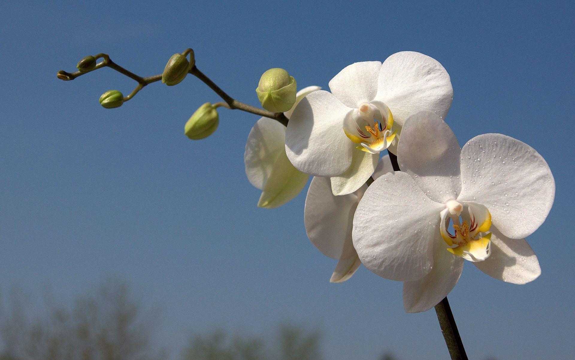 White Orchid Wallpaper and Background