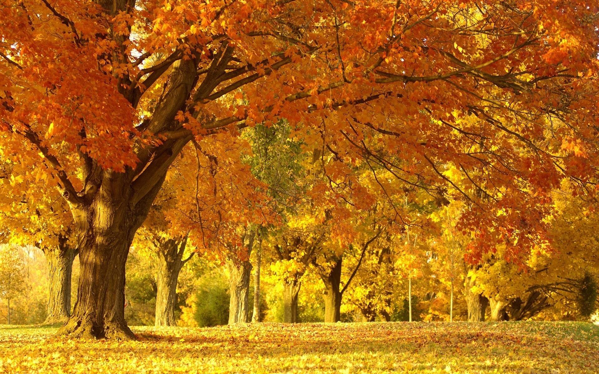 Yellow autumn scenery Wallpaper