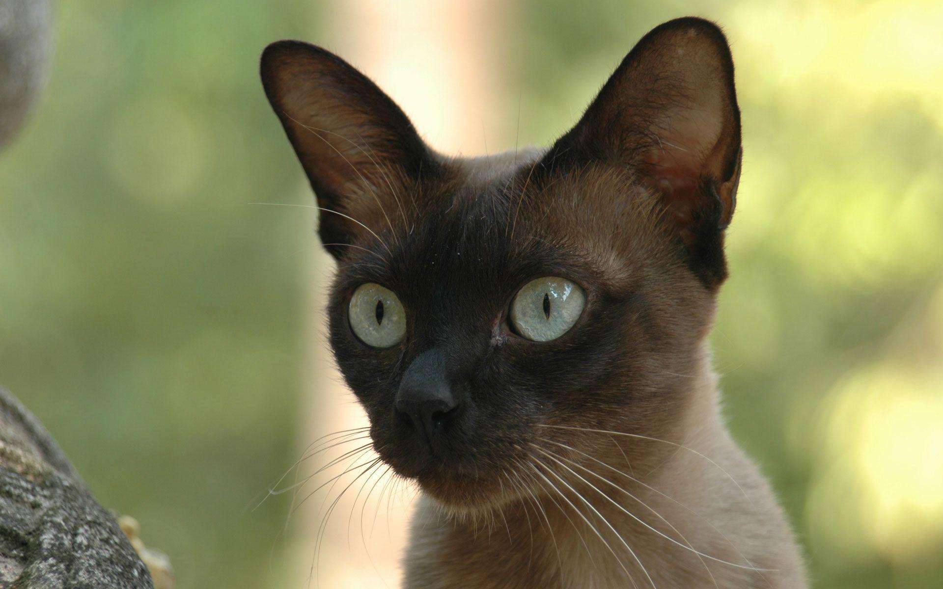 Download Siamese Cats Wallpaper 1 1920x1200 (2208) Full Size
