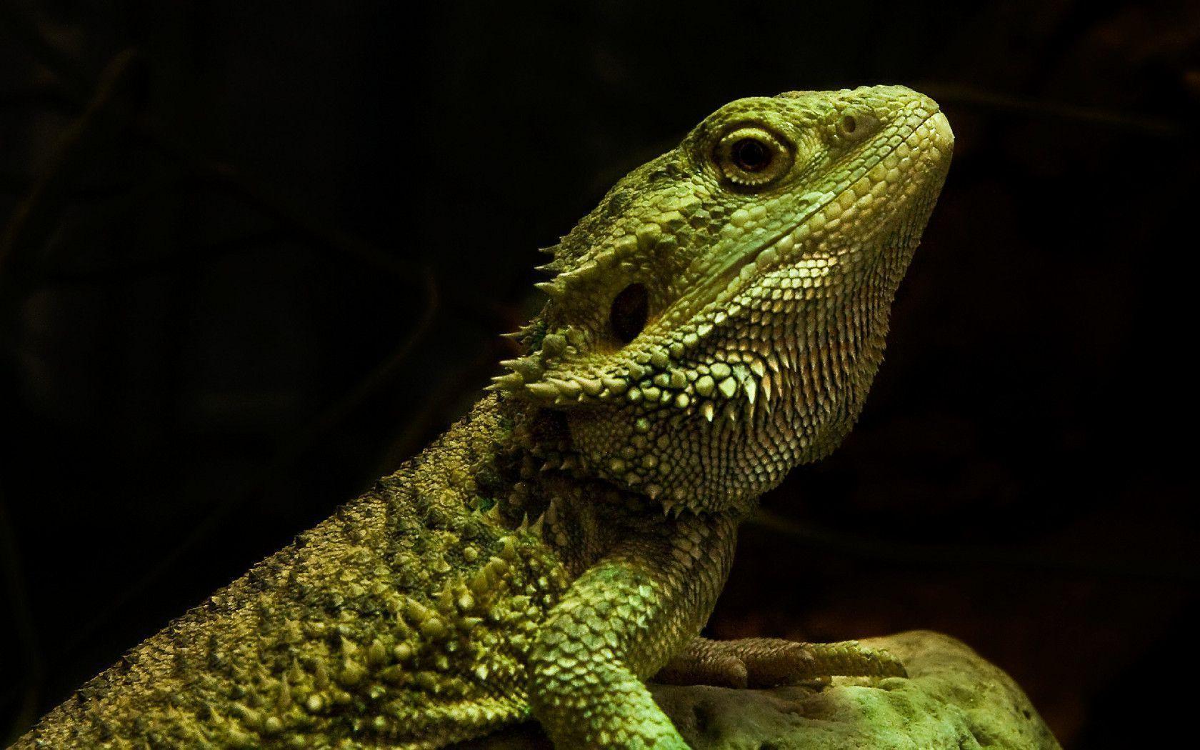 Animales reptile lizarden HD Wallpaper for Background. High