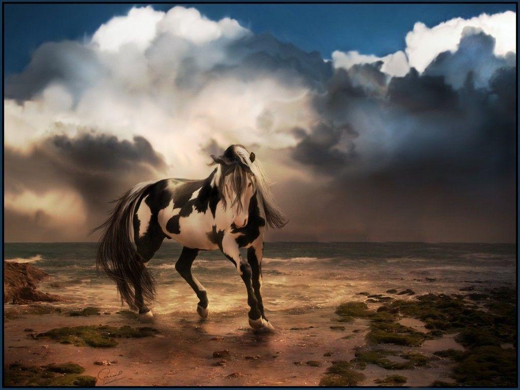 Wild Horse Photography Background Image & Picture