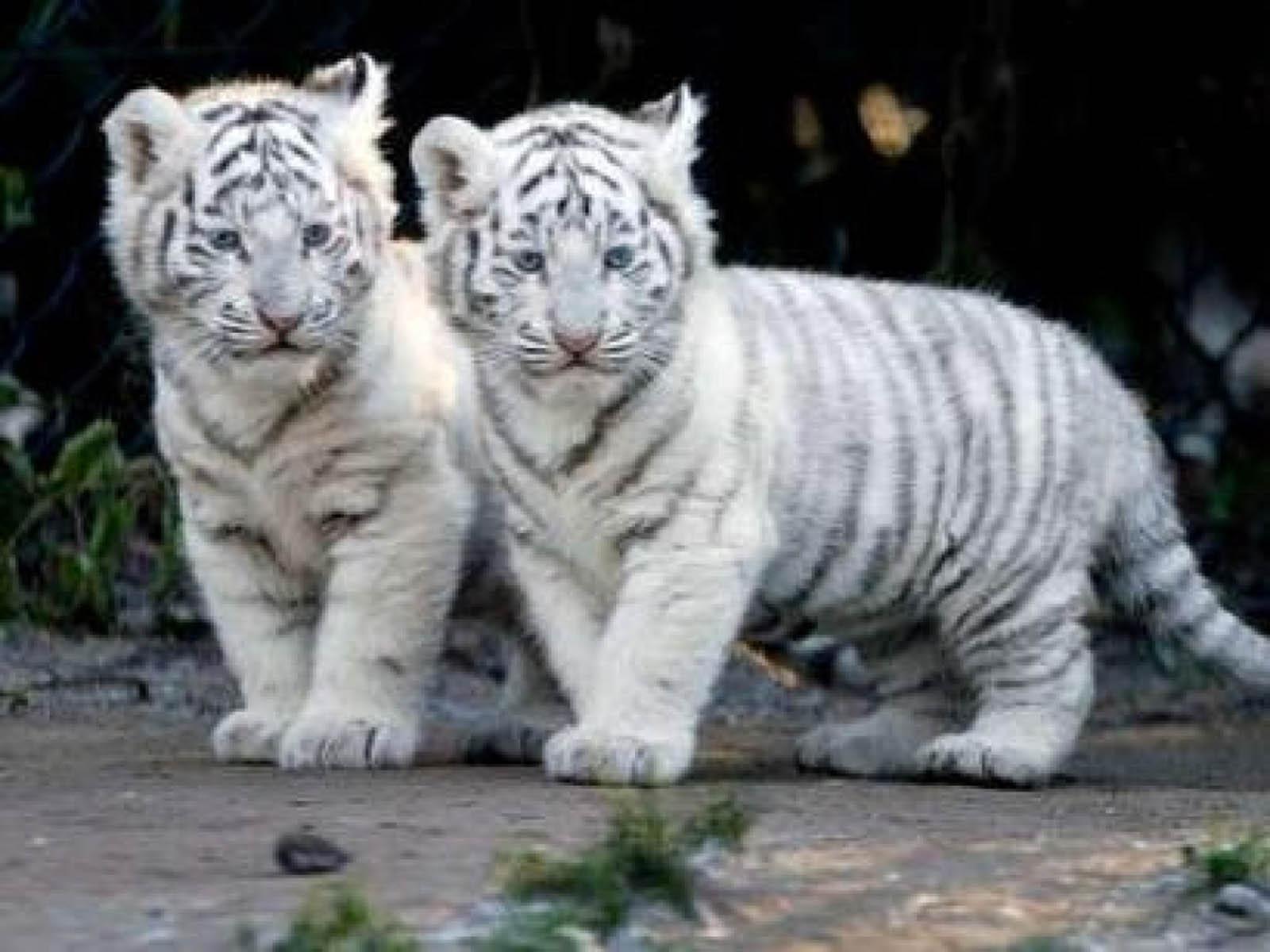 Baby White Tigers Wallpaper Wallpaper