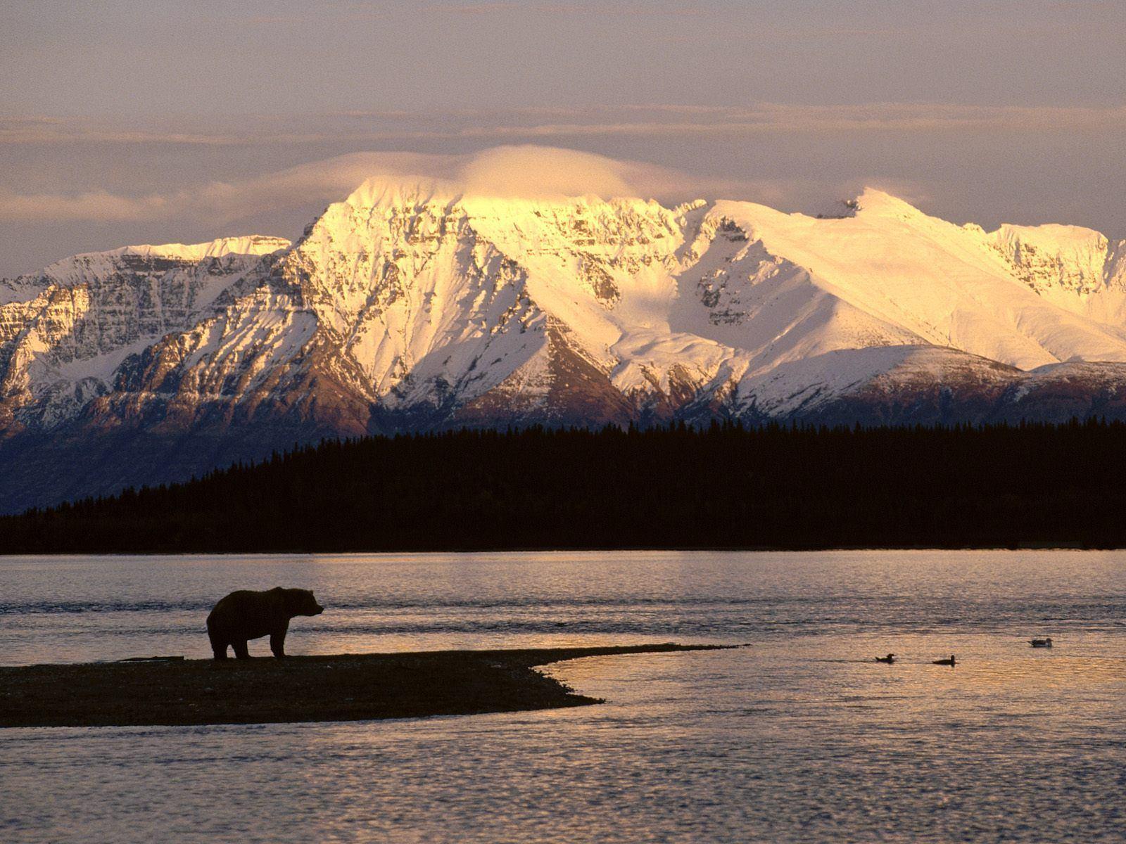 Brown Bear Alaska Wallpaper. Animal HD Wallpaper
