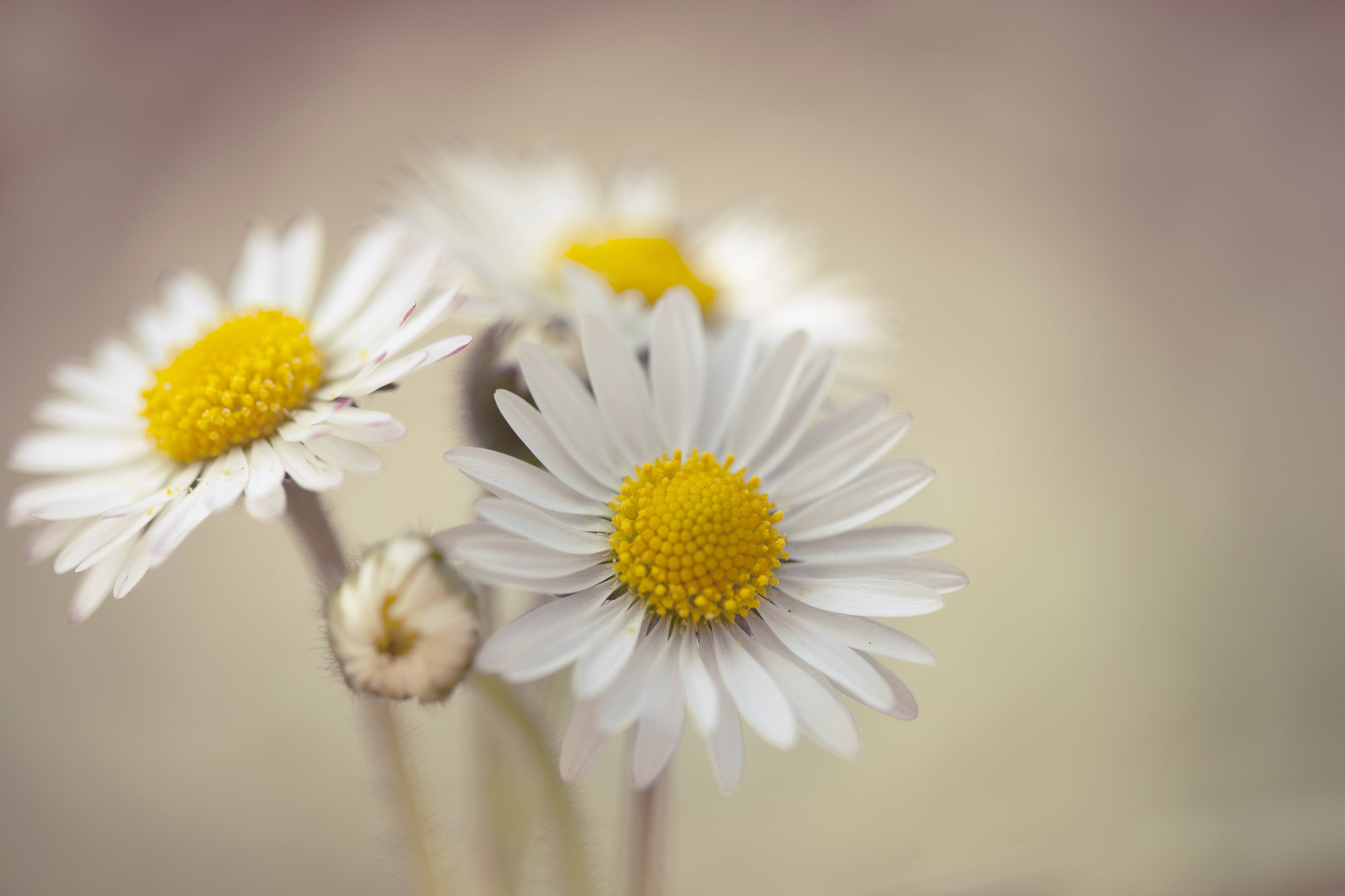 Daisy Wallpapers - Wallpaper Cave