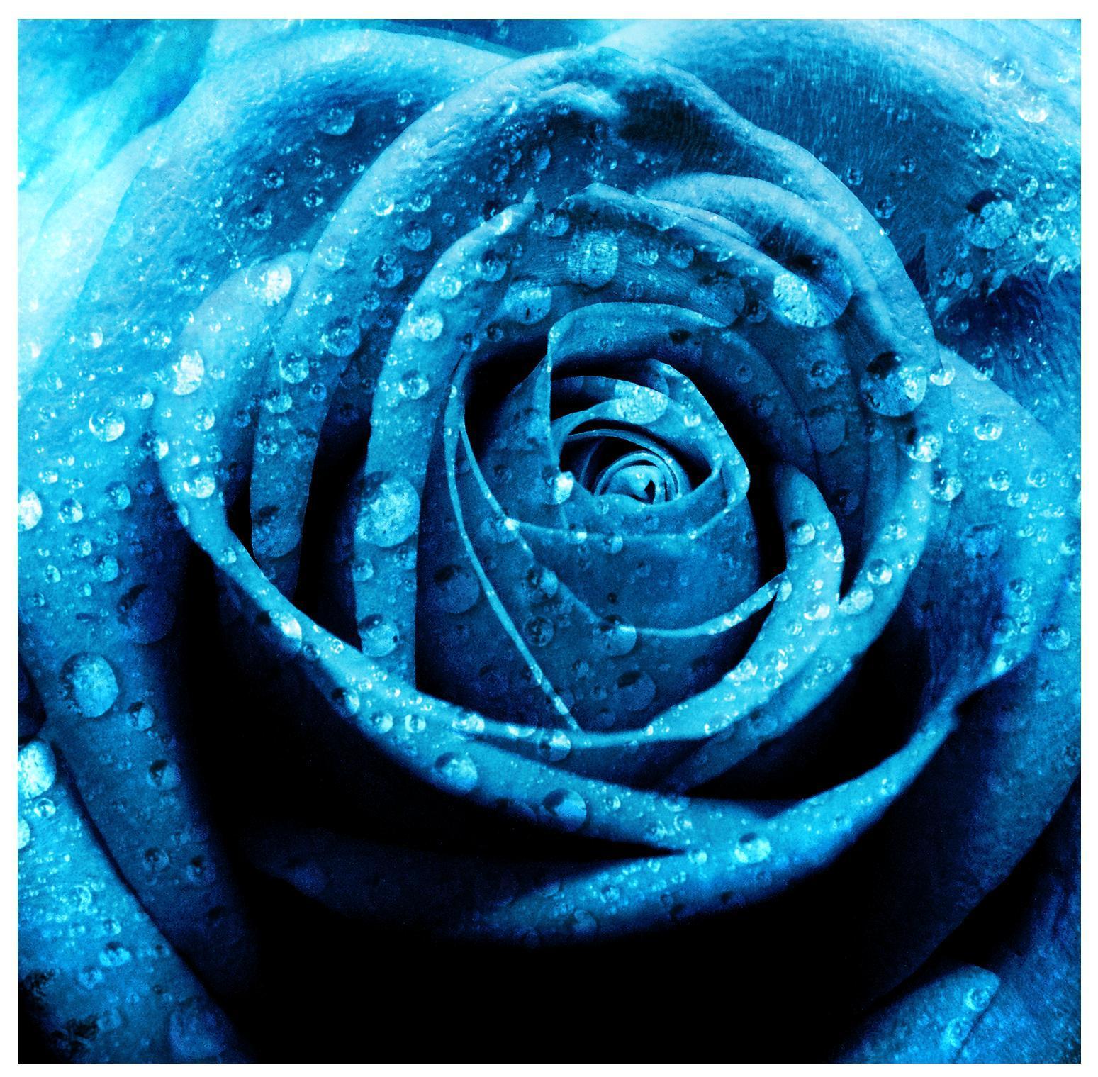Blue Roses. Flowers Picture