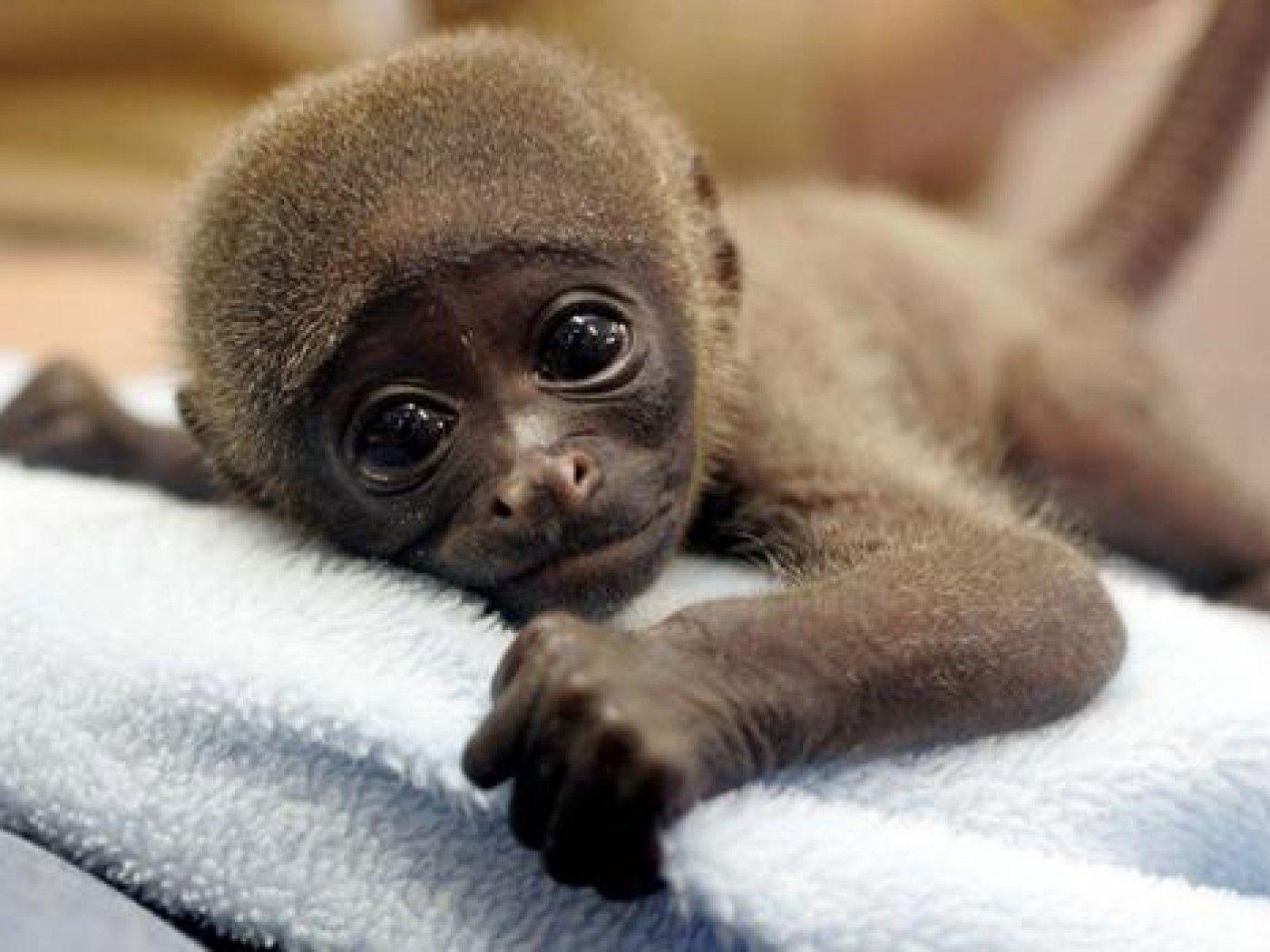 Cute Baby Monkey psp wallpaper