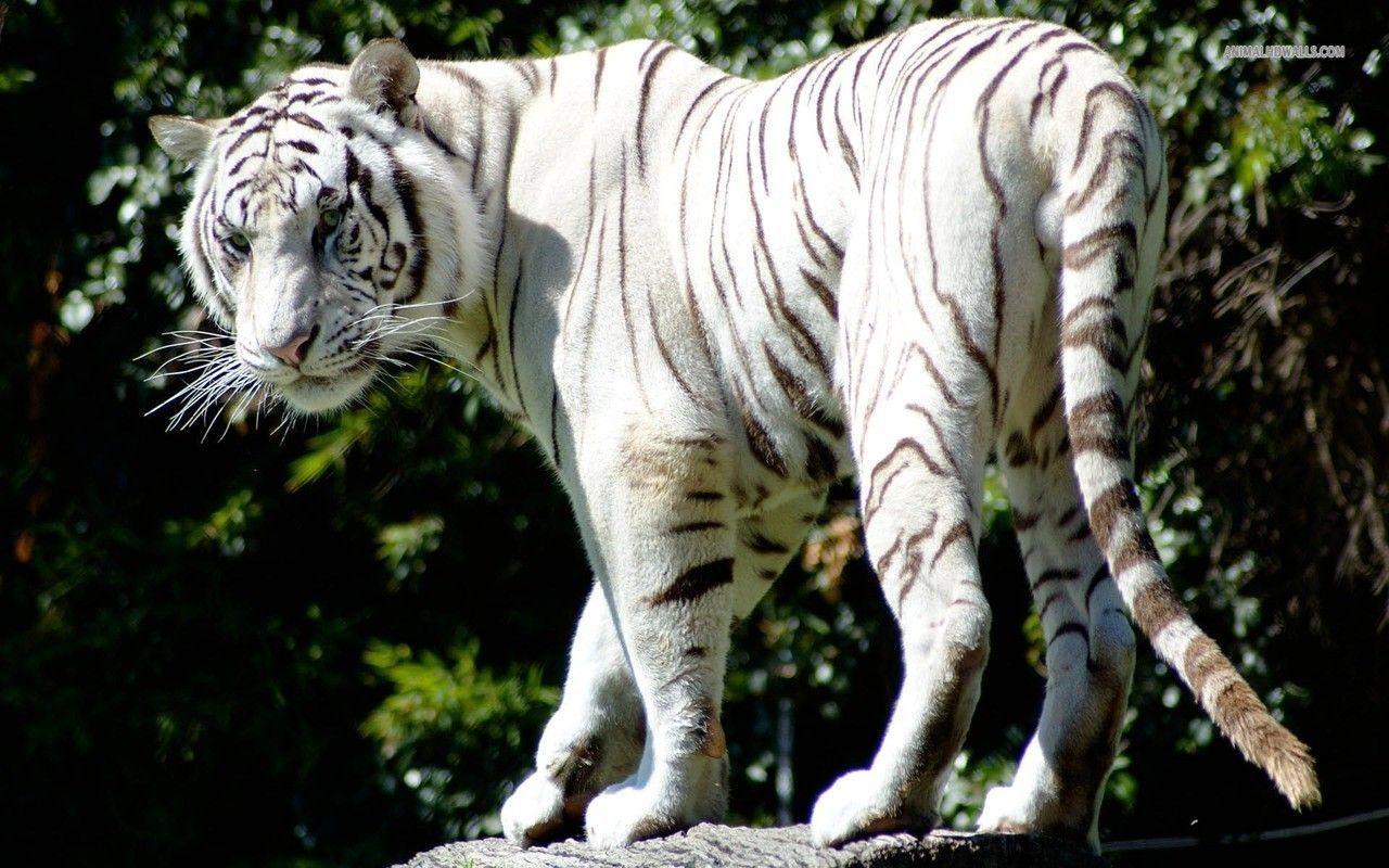 White Bengal Tiger wallpaper #