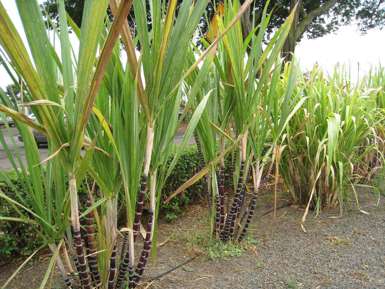 image For > Single Sugar Cane Plant