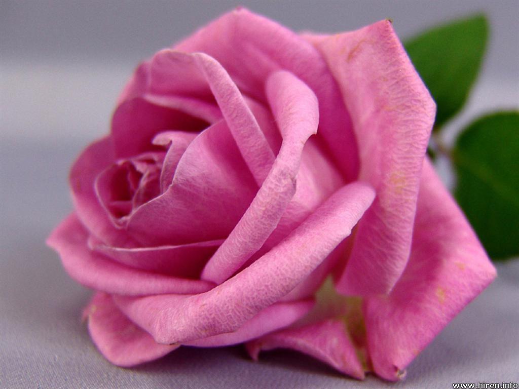 Awesome Pink Rose Flower Photo And Picture Fre Wallpaper