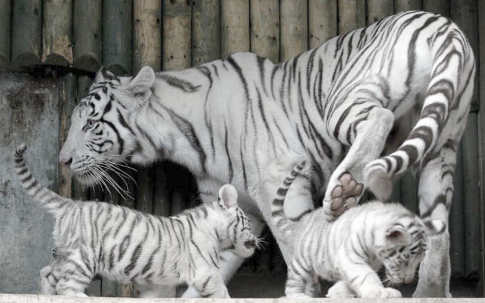 An Indian white tiger mother takes care of her cubs