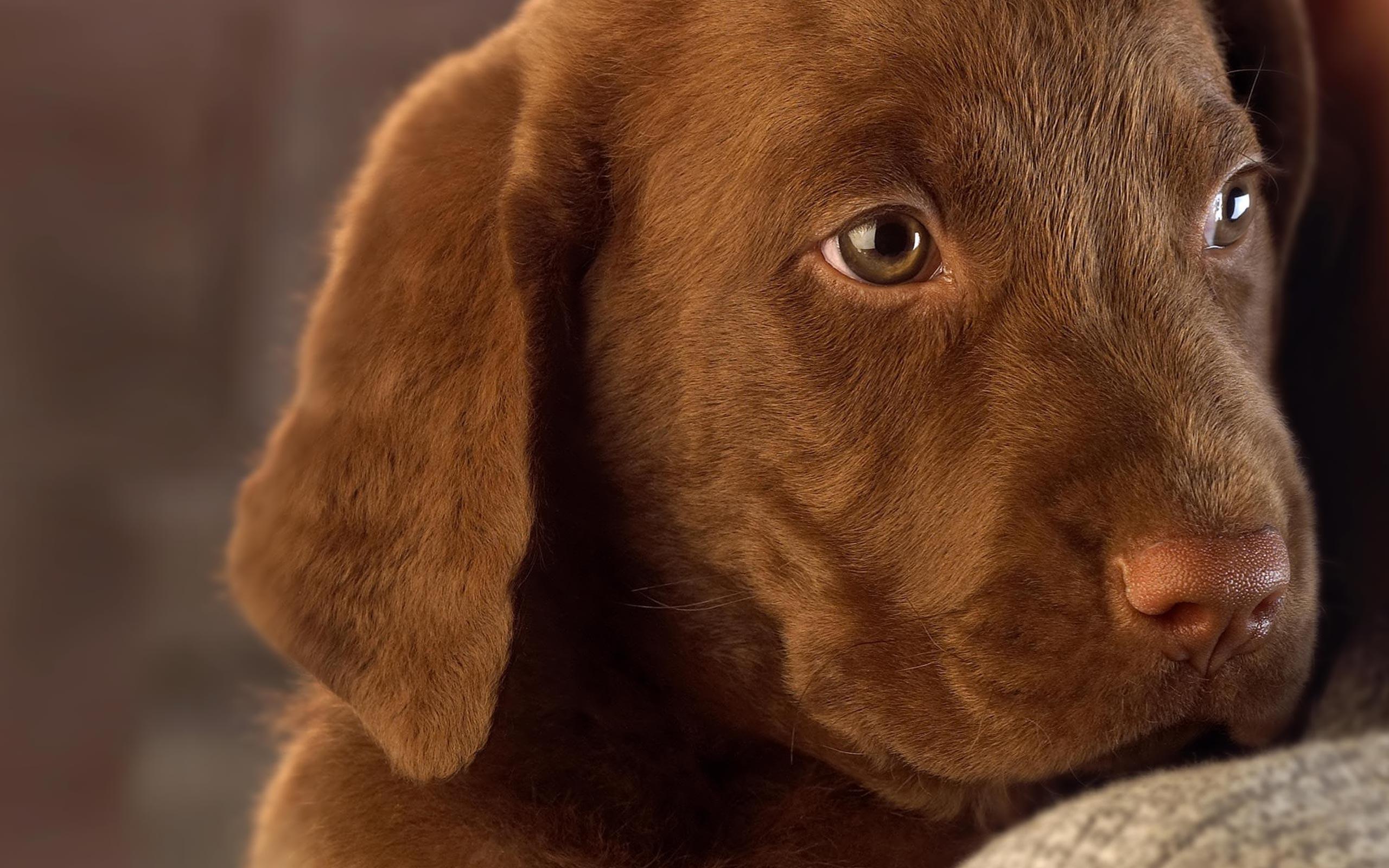 Desktop Wallpaper · Gallery · Animals · Chocolate Labrador Puppy