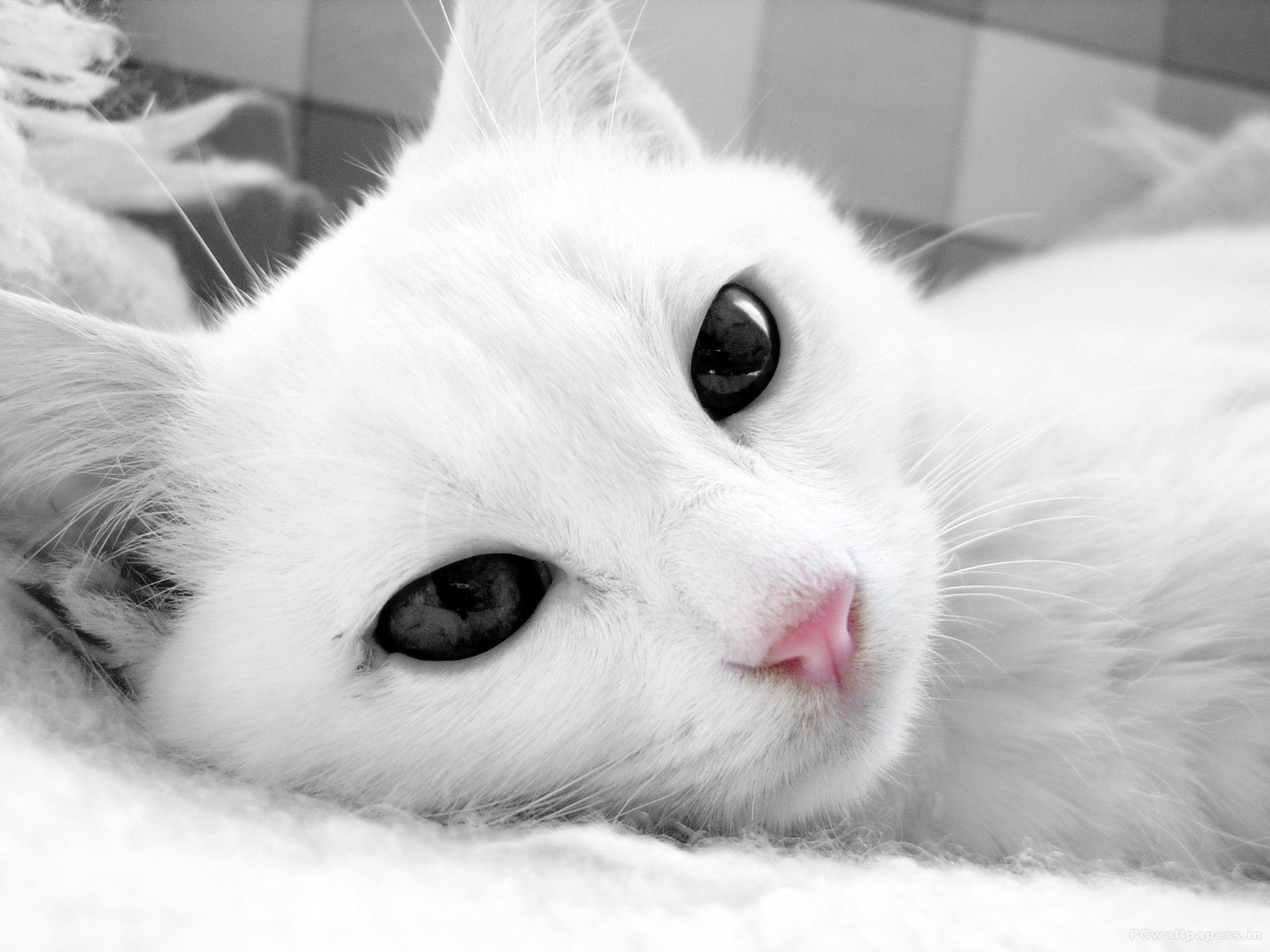 White Cat HD Wallpaper Free Download. HD Free Wallpaper Download