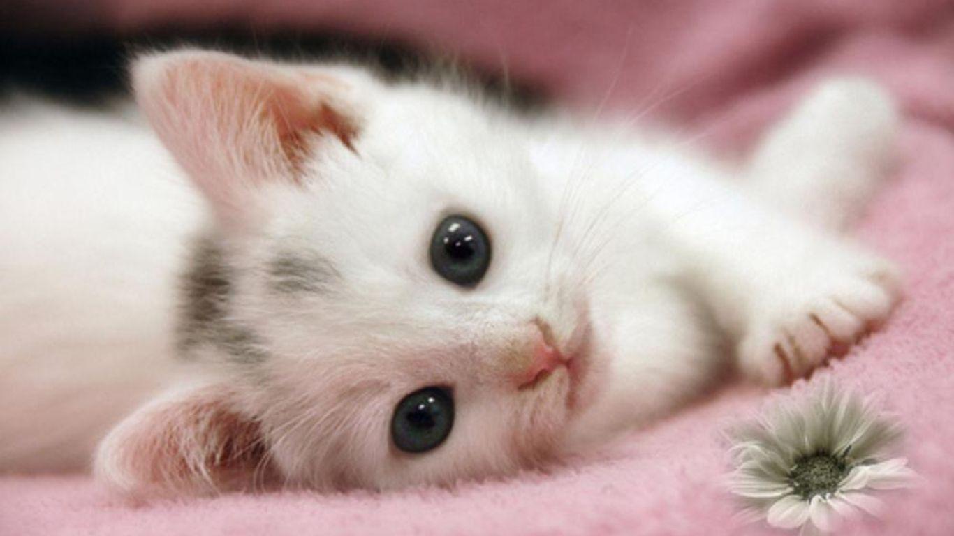Pix For > Cute White Kitten Wallpaper
