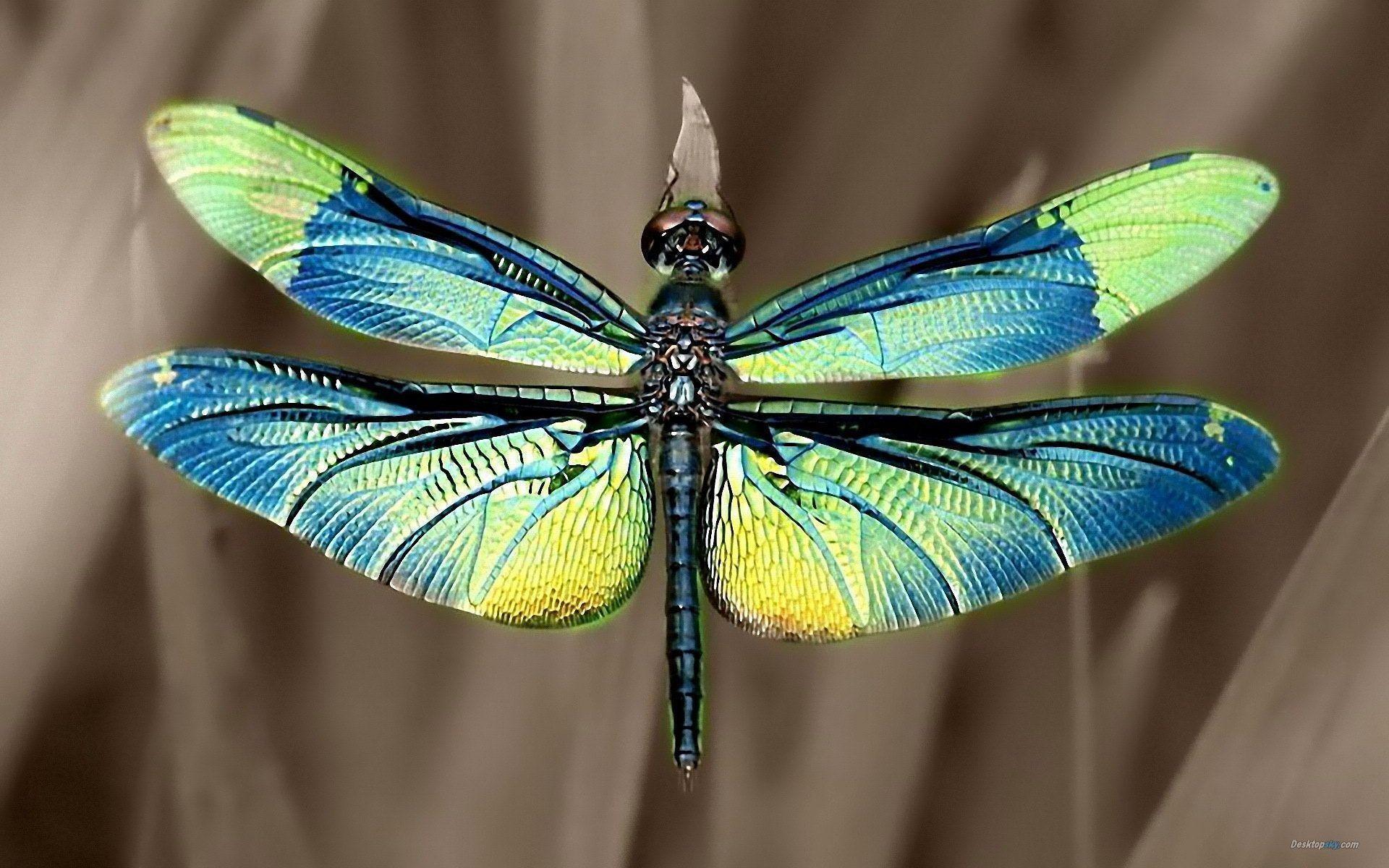 Dragonfly HD Wallpaper