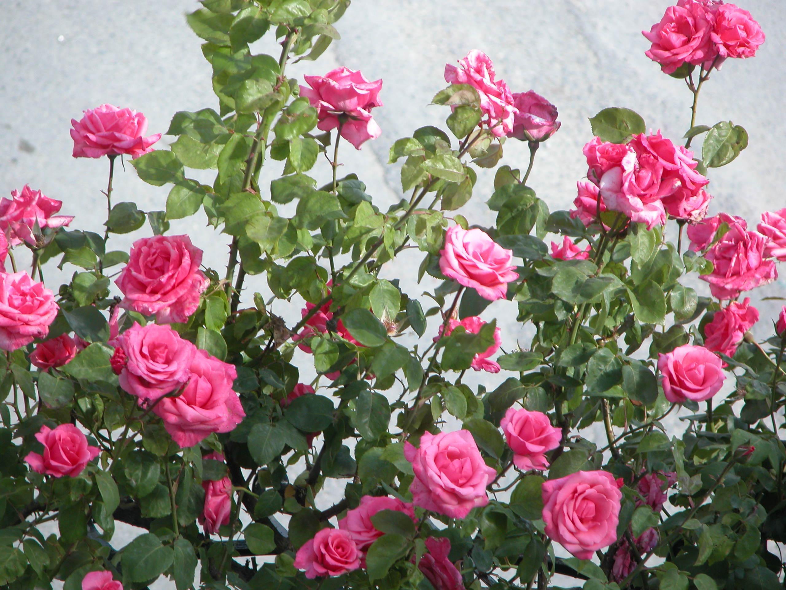 Wallpaper For > Pink Rose Garden Wallpaper
