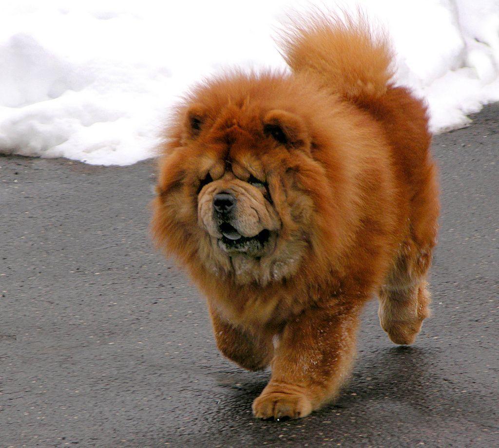 Chow Chow photo and wallpaper. The beautiful Chow Chow picture