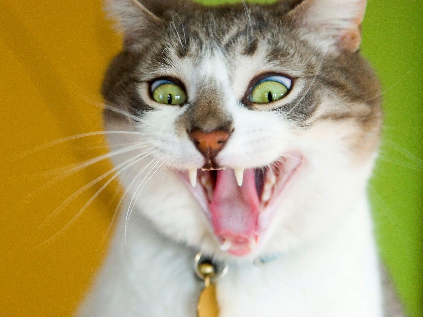 Funny Cat Desktop Wallpapers - Wallpaper Cave