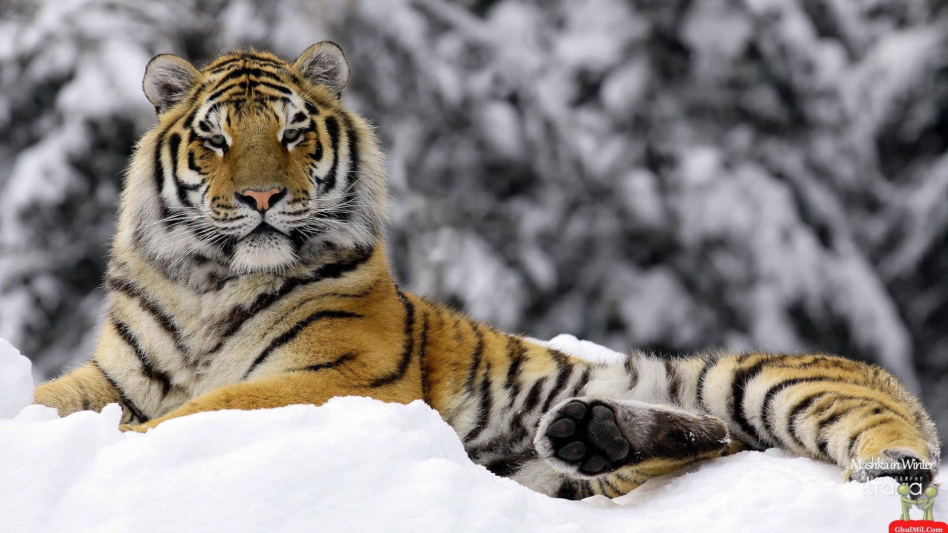 Wallpaper For > Siberian Tiger Wallpaper