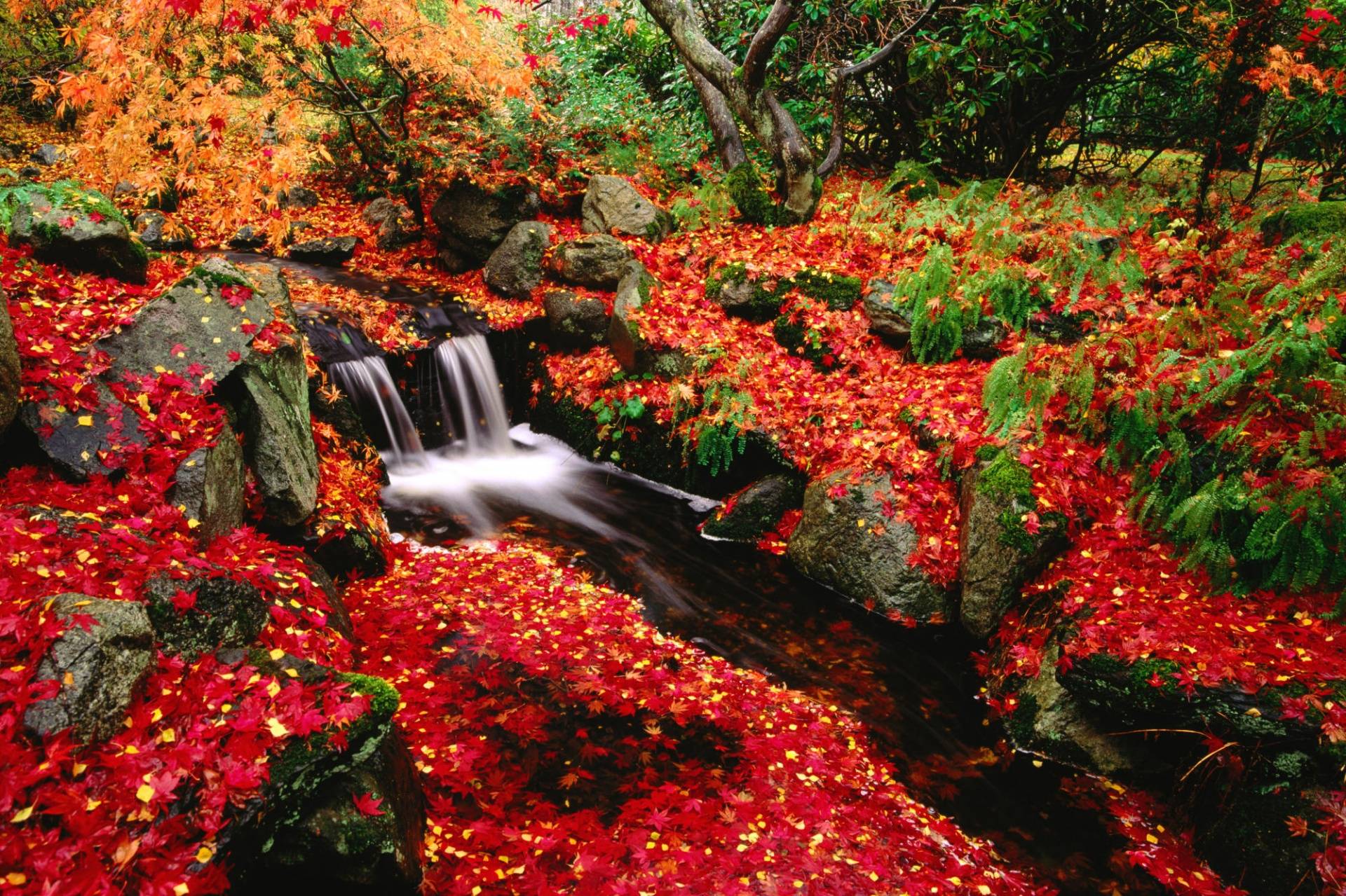Red Leaves HD Waterfall Scenery 5601 1920x1279px