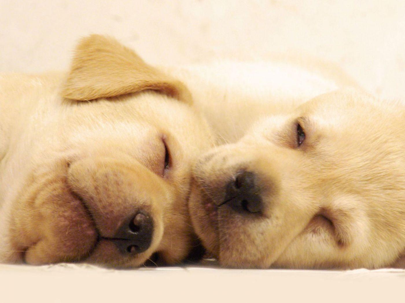 Wallpaper Cute Dogs Nature Animals Puppies
