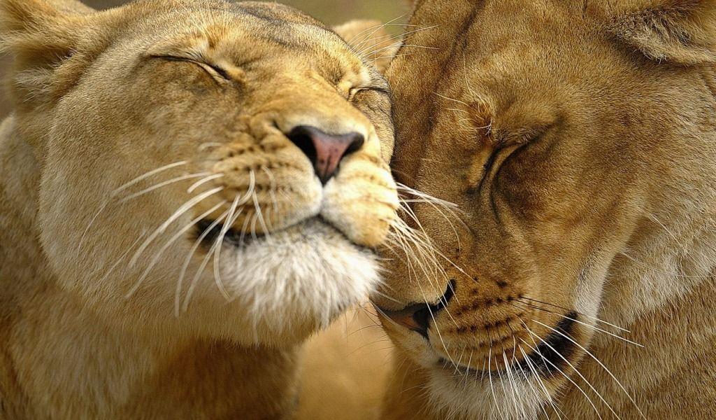 Lions in Love Wallpaper Big Cats Animals