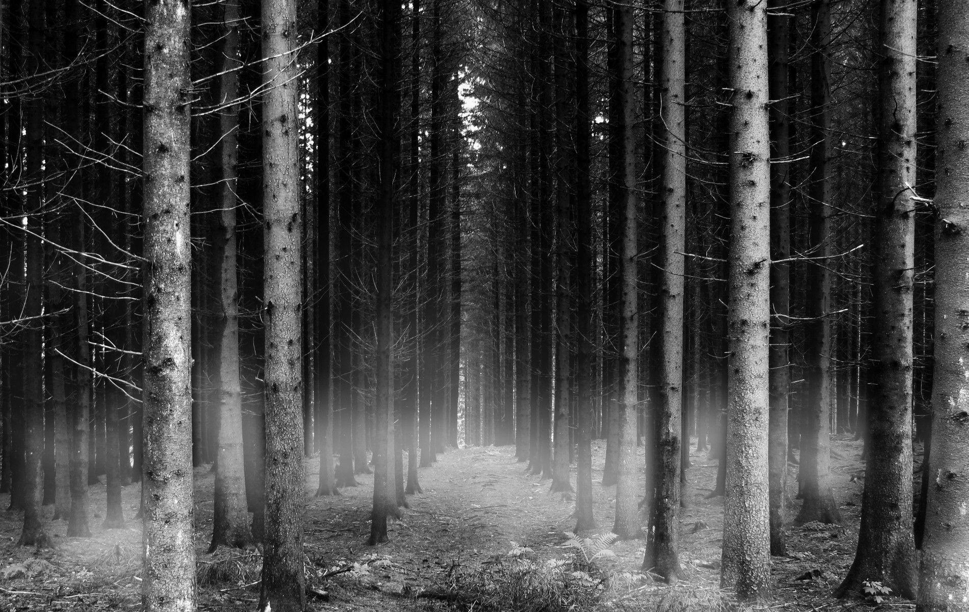 Wallpaper For > Forest Background Black And White