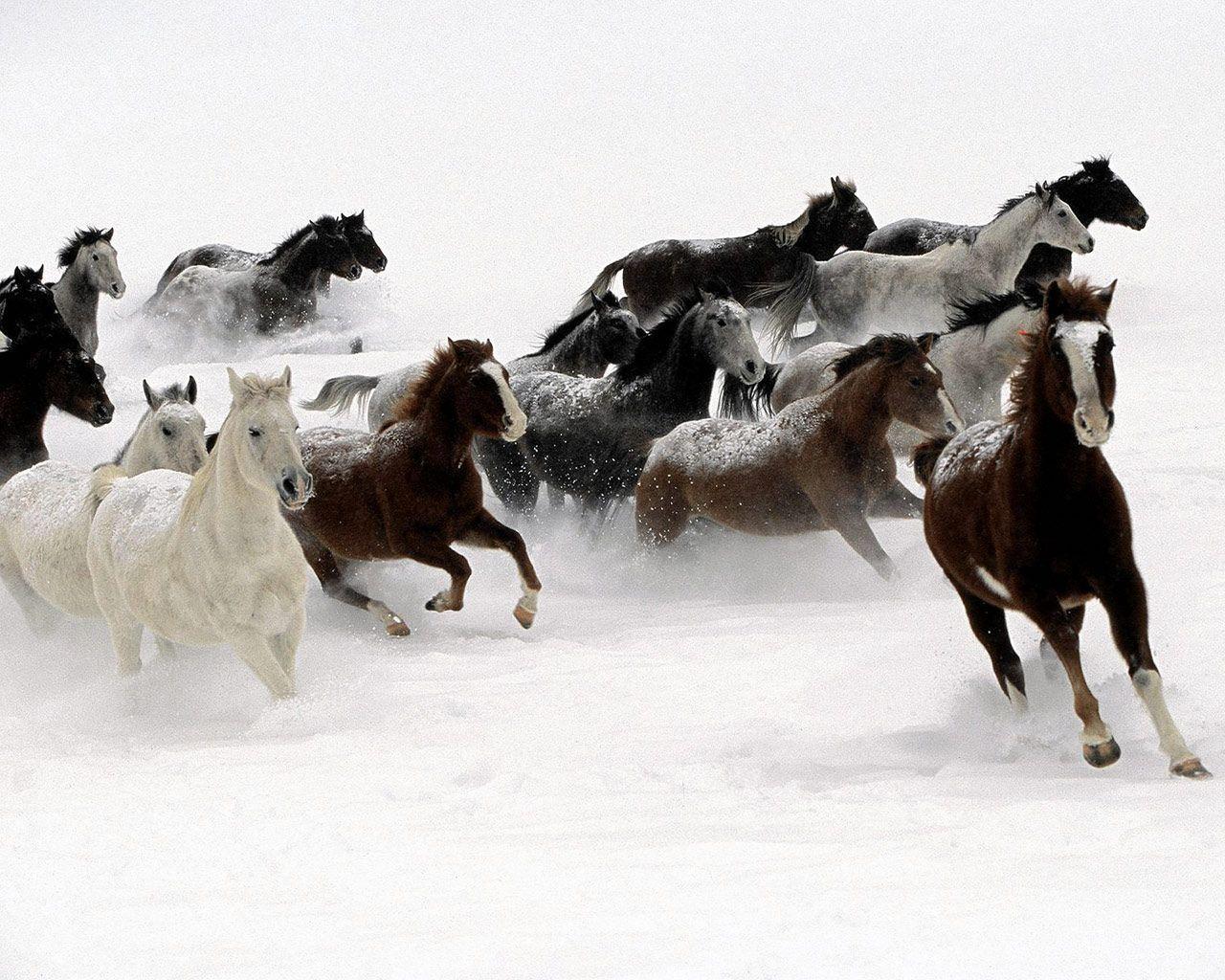 Galloping Horse Herd. Photo and Desktop Wallpaper