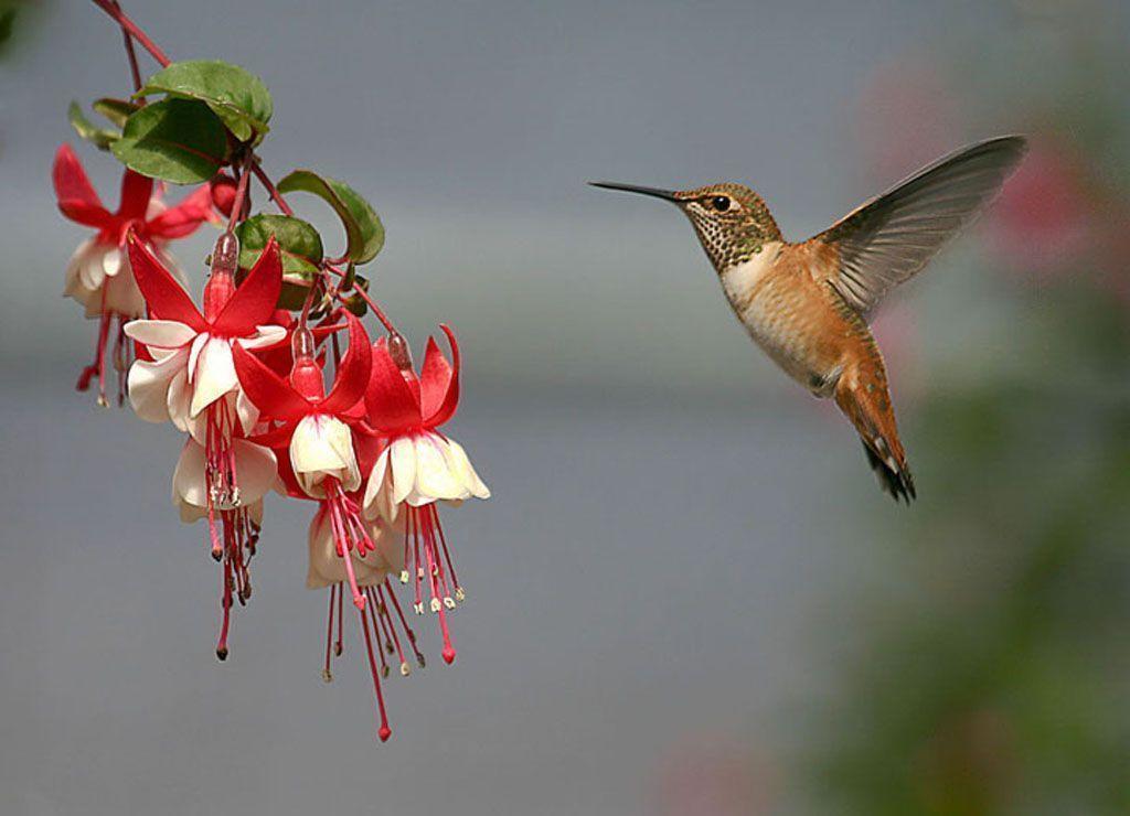 Gallery For > Pretty Hummingbirds Wallpaper