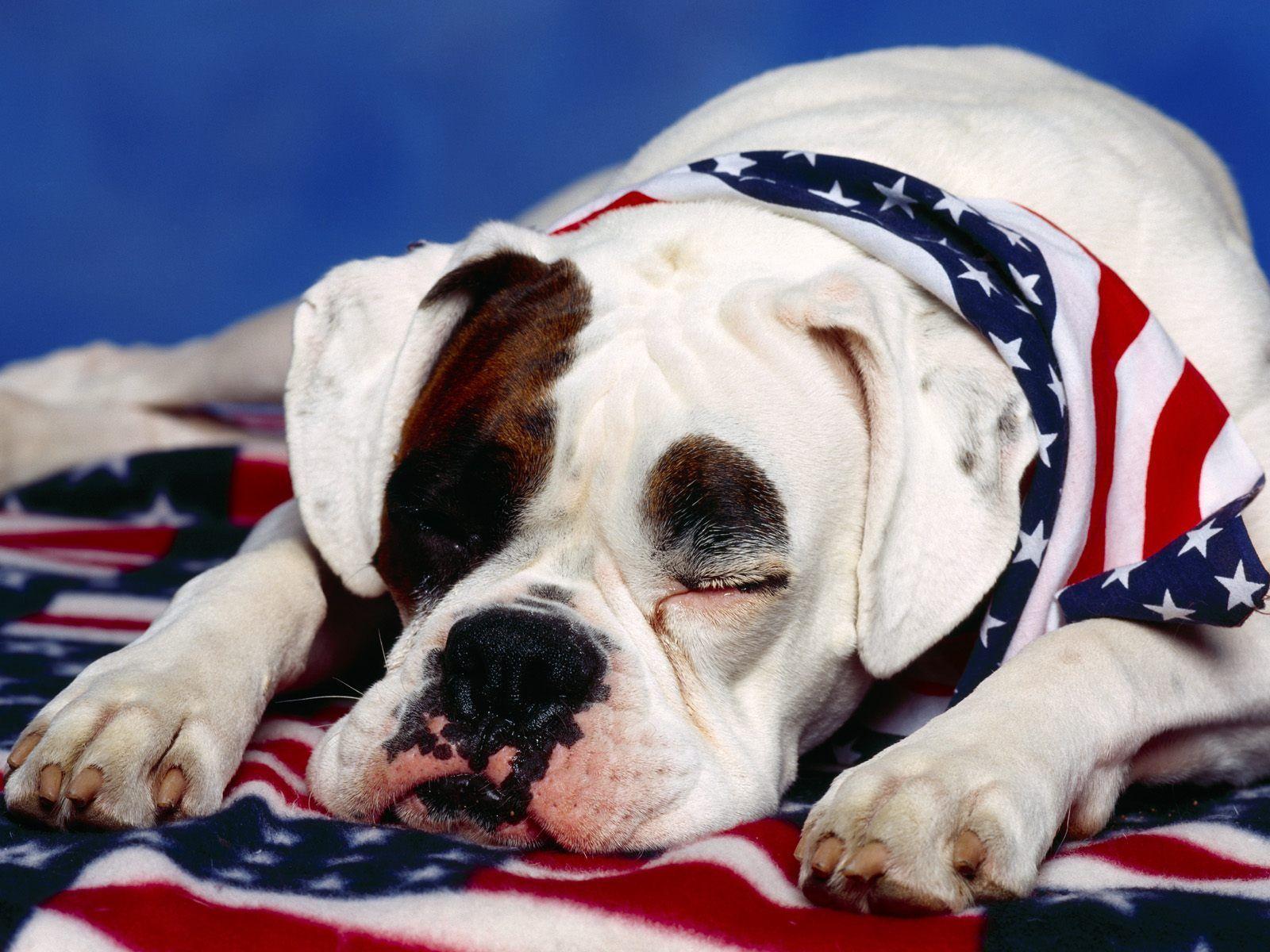 American Bulldog Wallpaper. English Bulldog Wallpaper. Cool