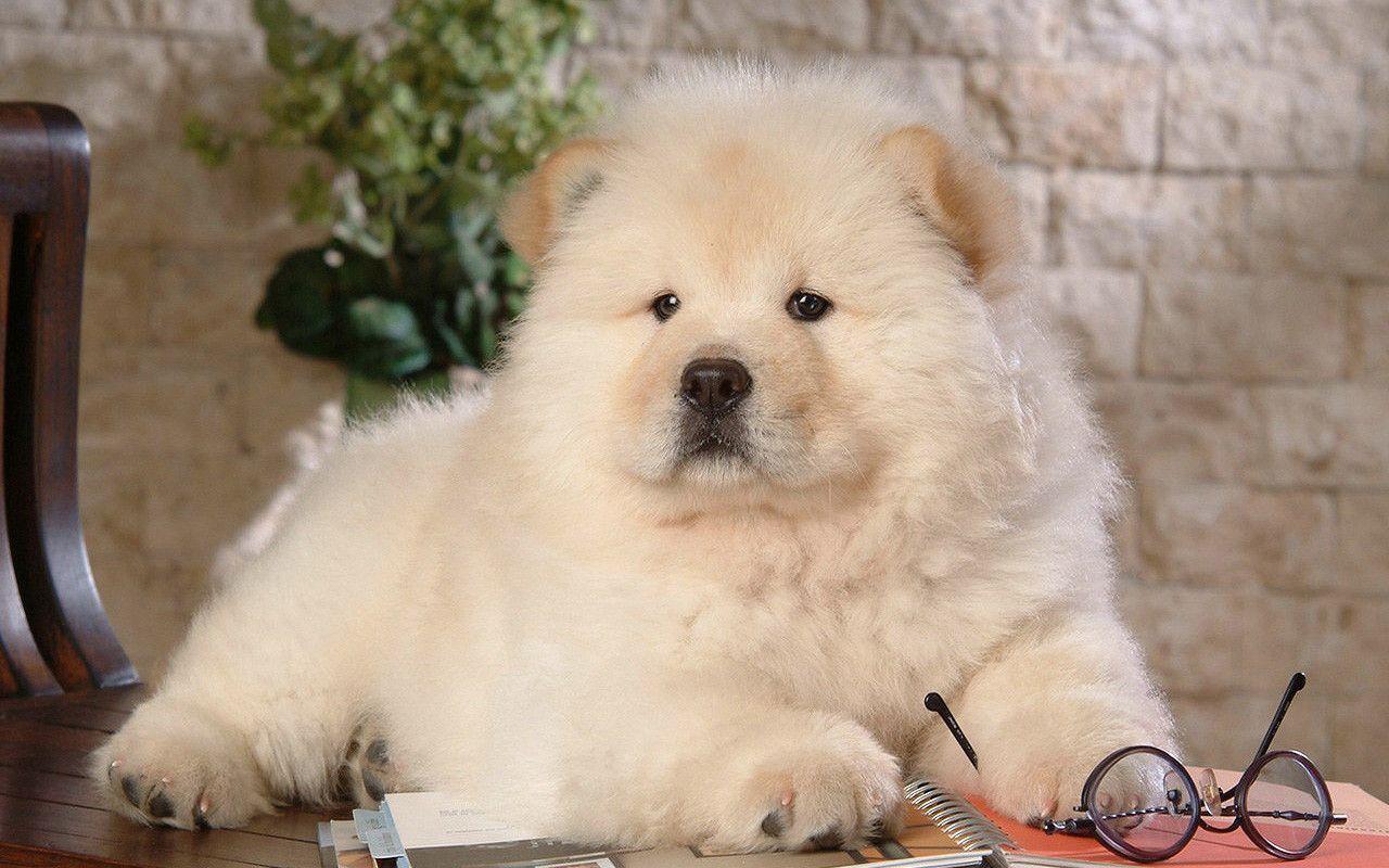 Chow Chow puppies wallpaper MaxSize