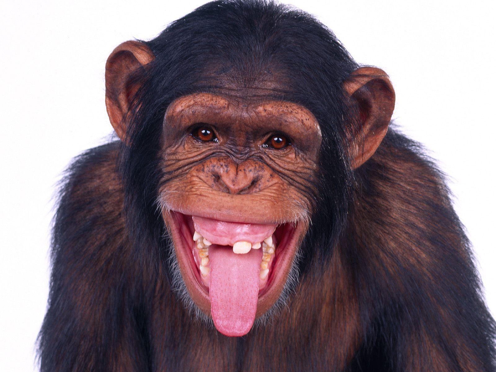 showing his teeth and toungue chimpanzee wallpaper