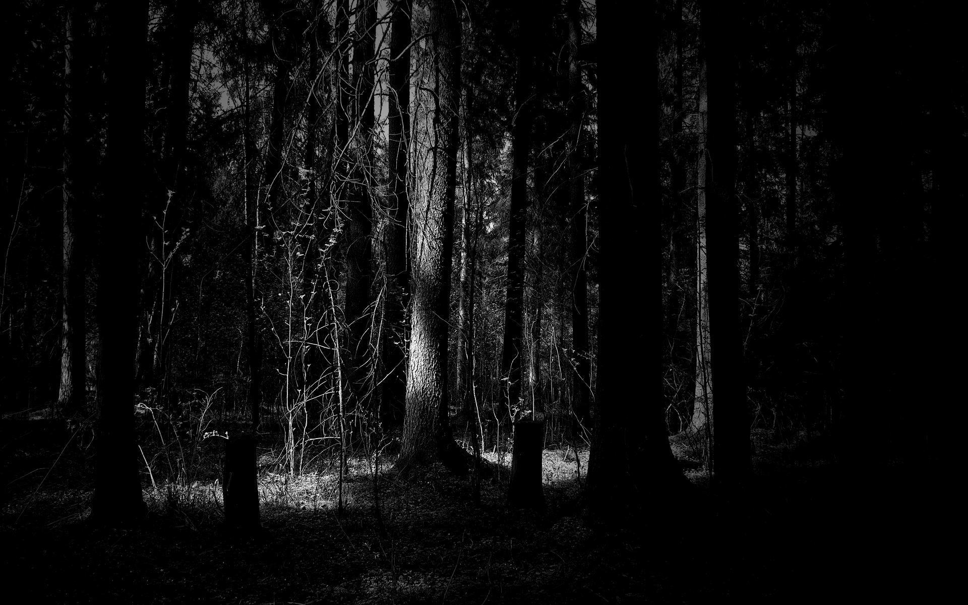 Dark Forest Desktop HD Wallpaper