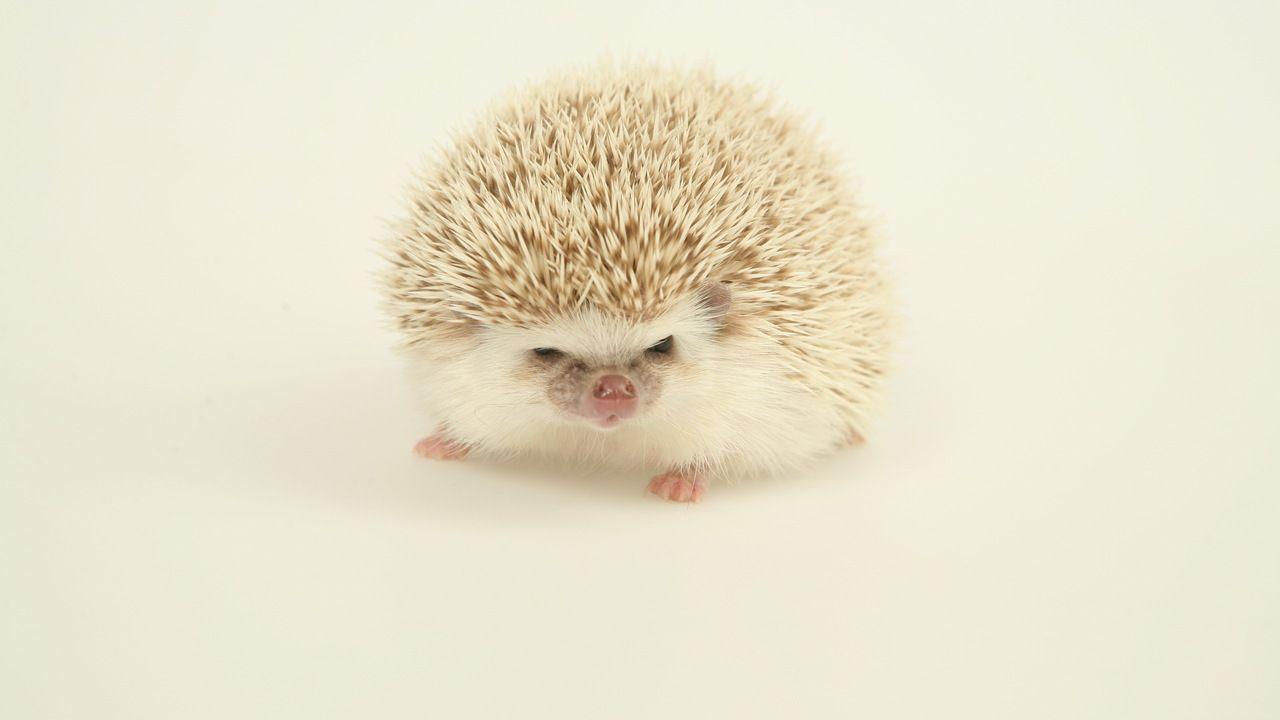 White Hedgehog cool Animals Wallpaper. HD Wallpaper. Desktop