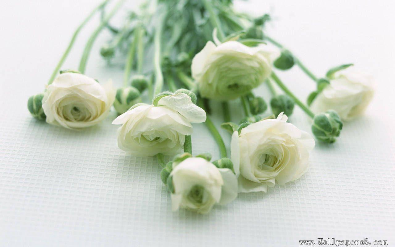 Flowers For > White Rose Flower Wallpaper