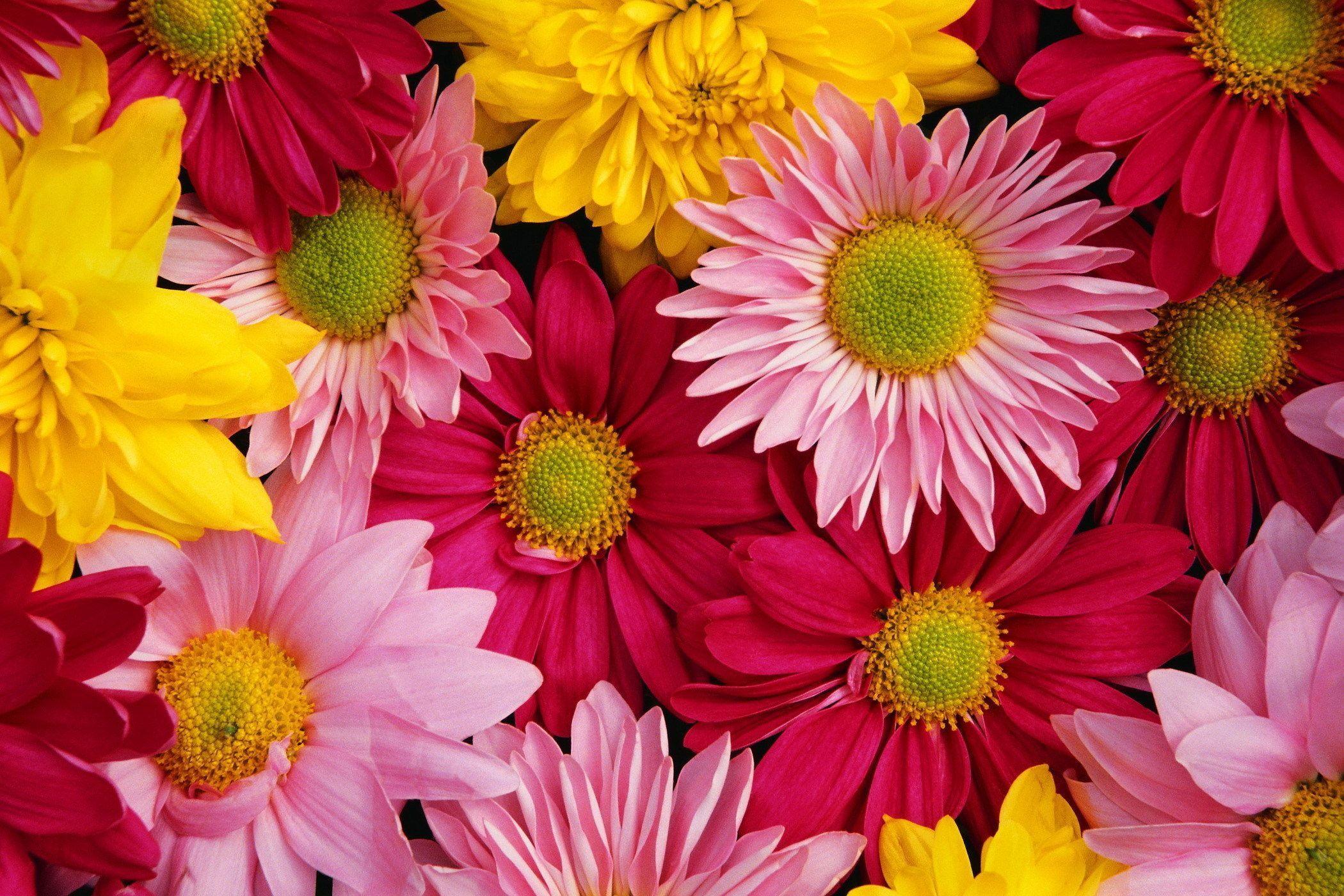 Wallpaper For > Colourful Flower Background