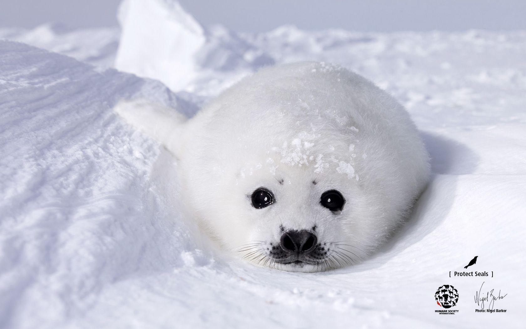 image For > Baby Seal Wallpaper