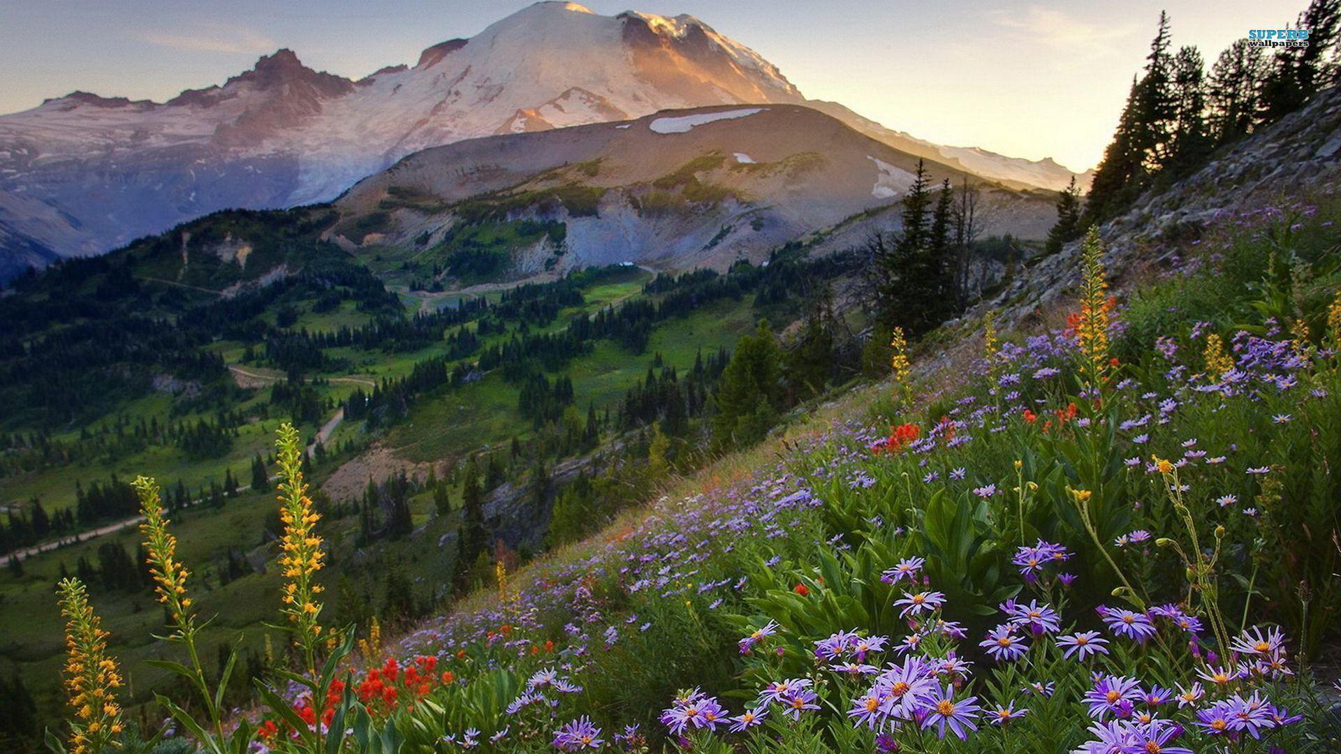 Mount Rainier National Park Wallpapers - Wallpaper Cave